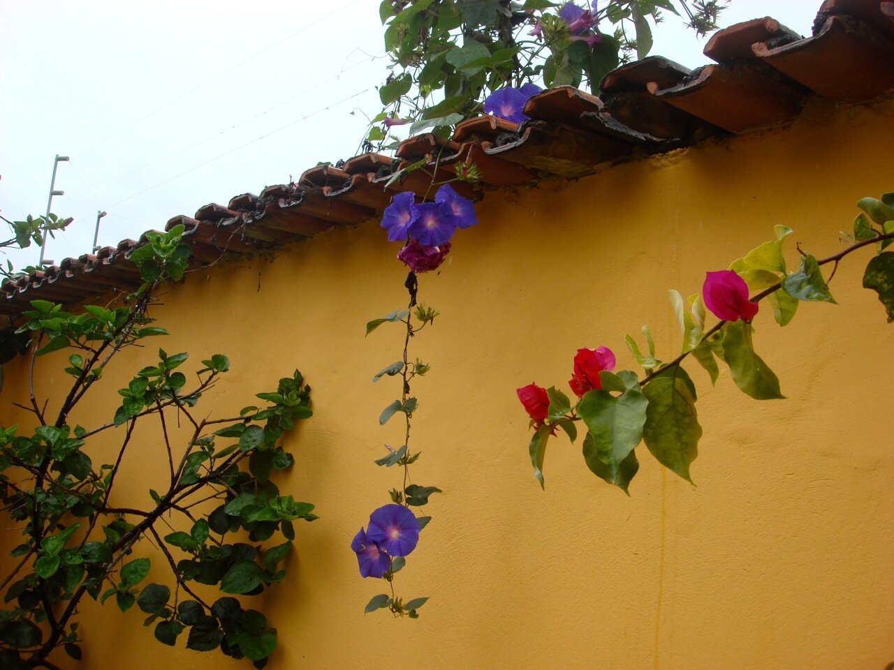 Resident flower plants on the perimeter wall of Casa de Luz