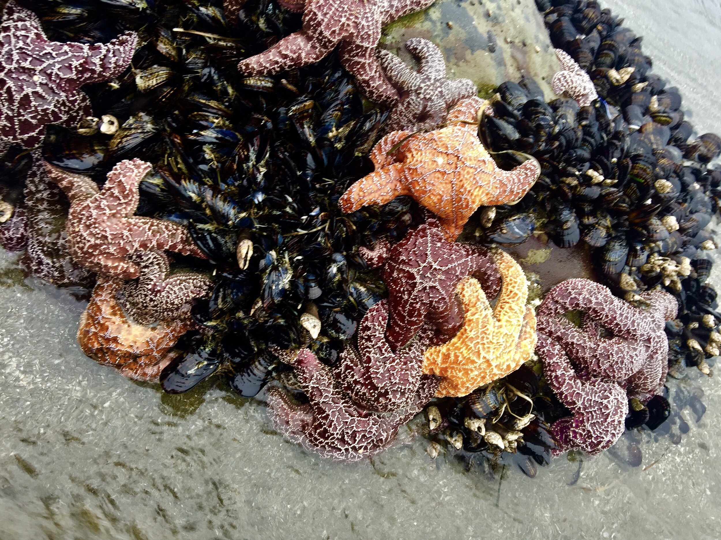 The Sea Ranch ... treasures of the tide pools ...  near Casa Pacis