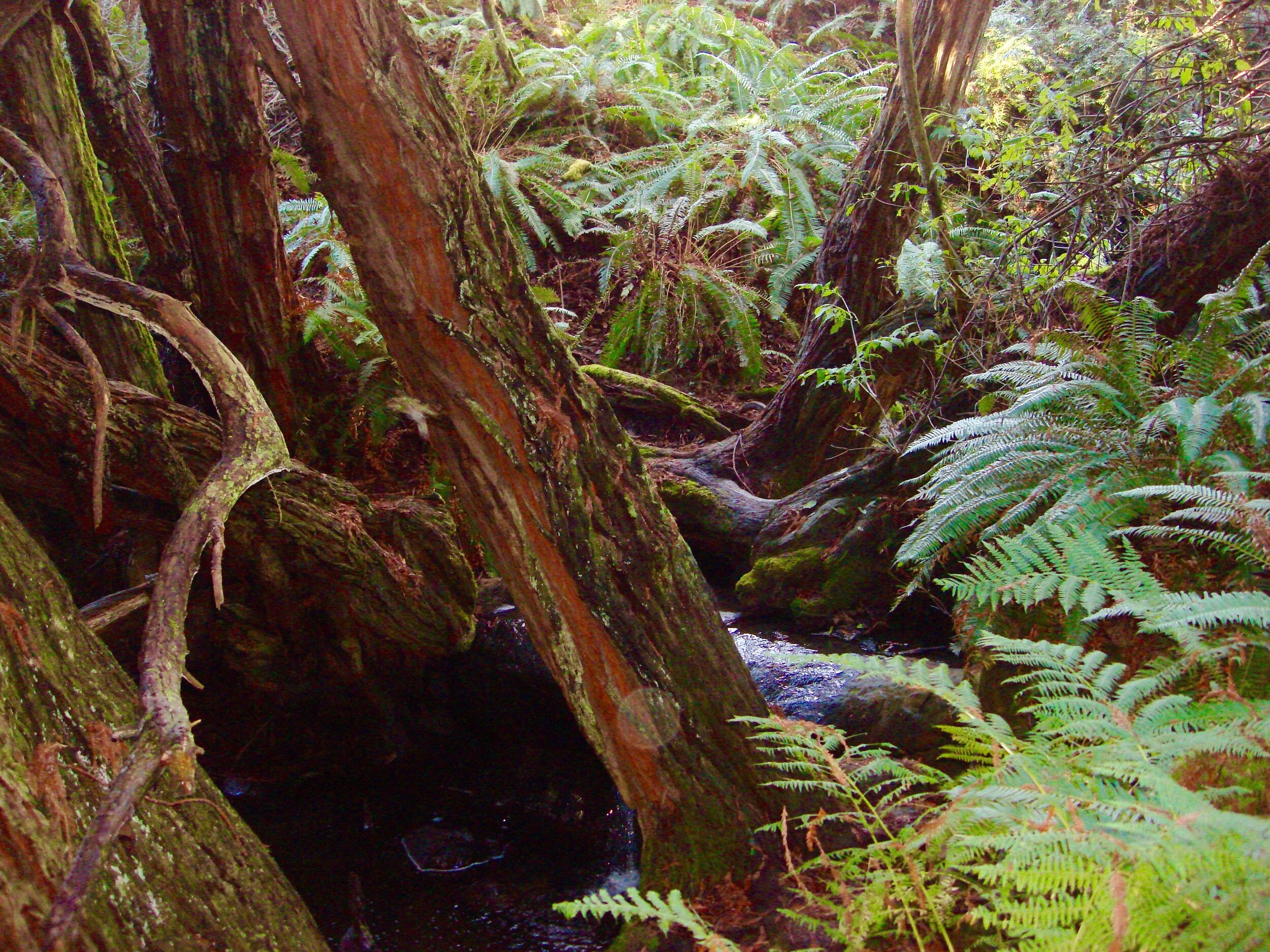 The Sea Ranch ...  earthquake fault interpretation trail 