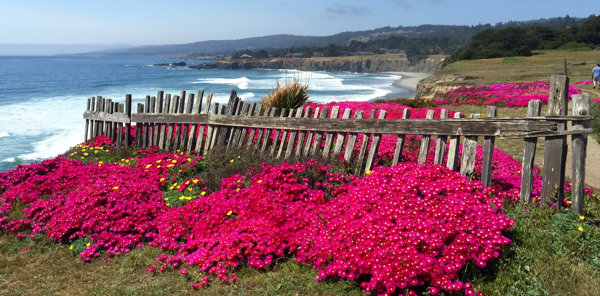 The Sea Ranch -- blossoming ice plants