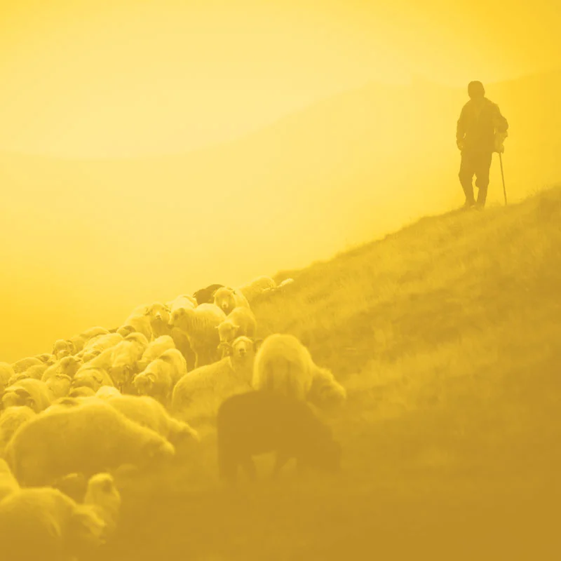 shepherd-square-800.jpg