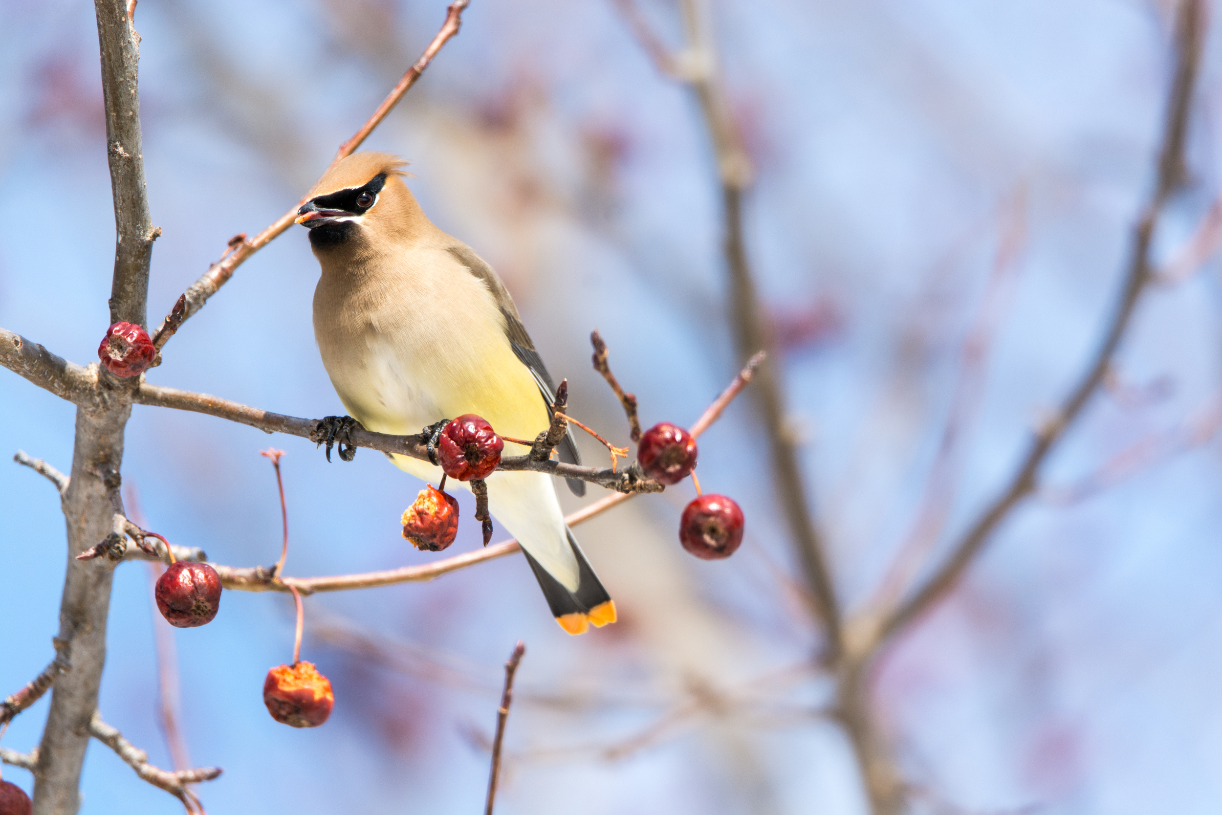 Cedar Waxwing