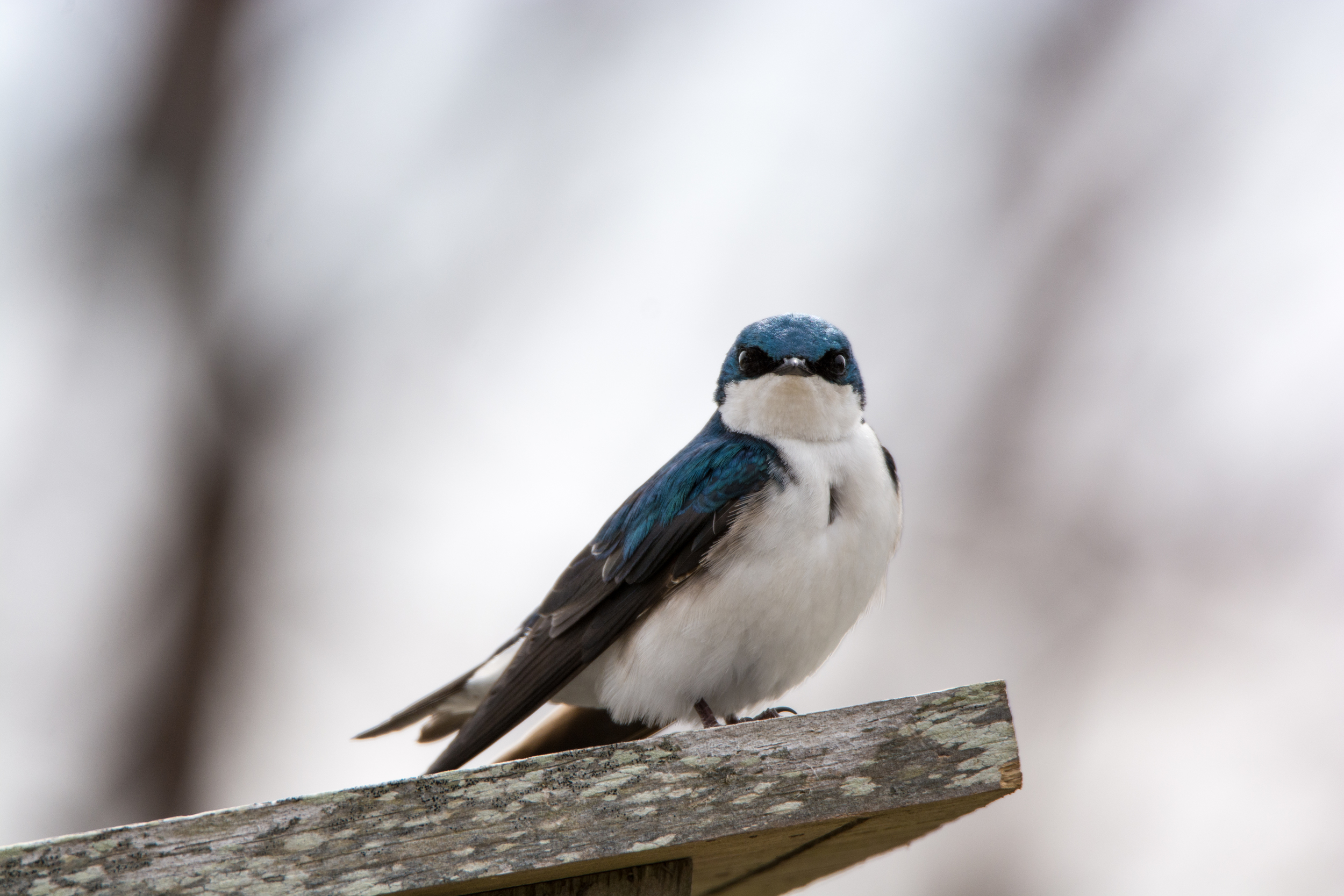 Tree Swallow