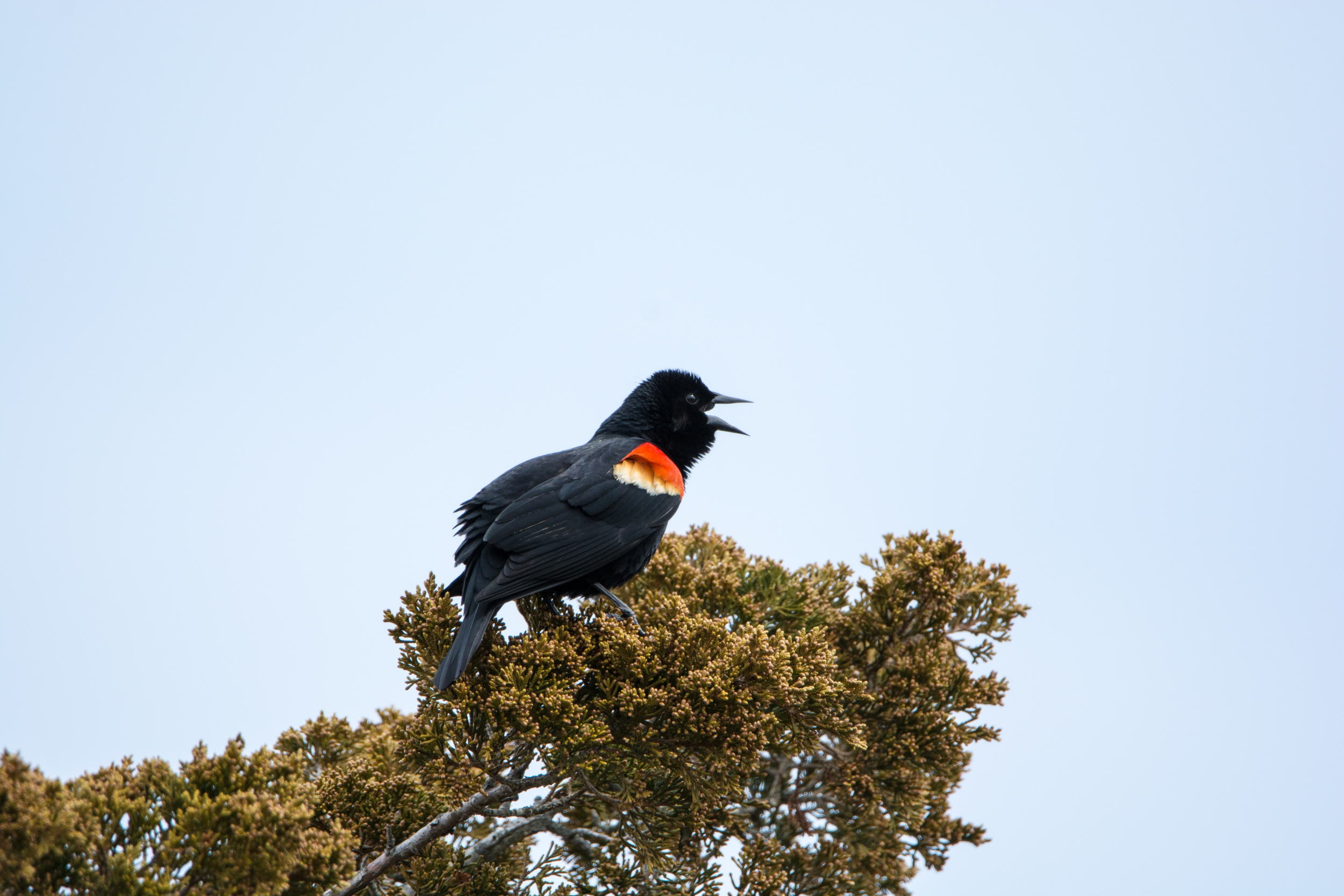 Red winged Blackbird