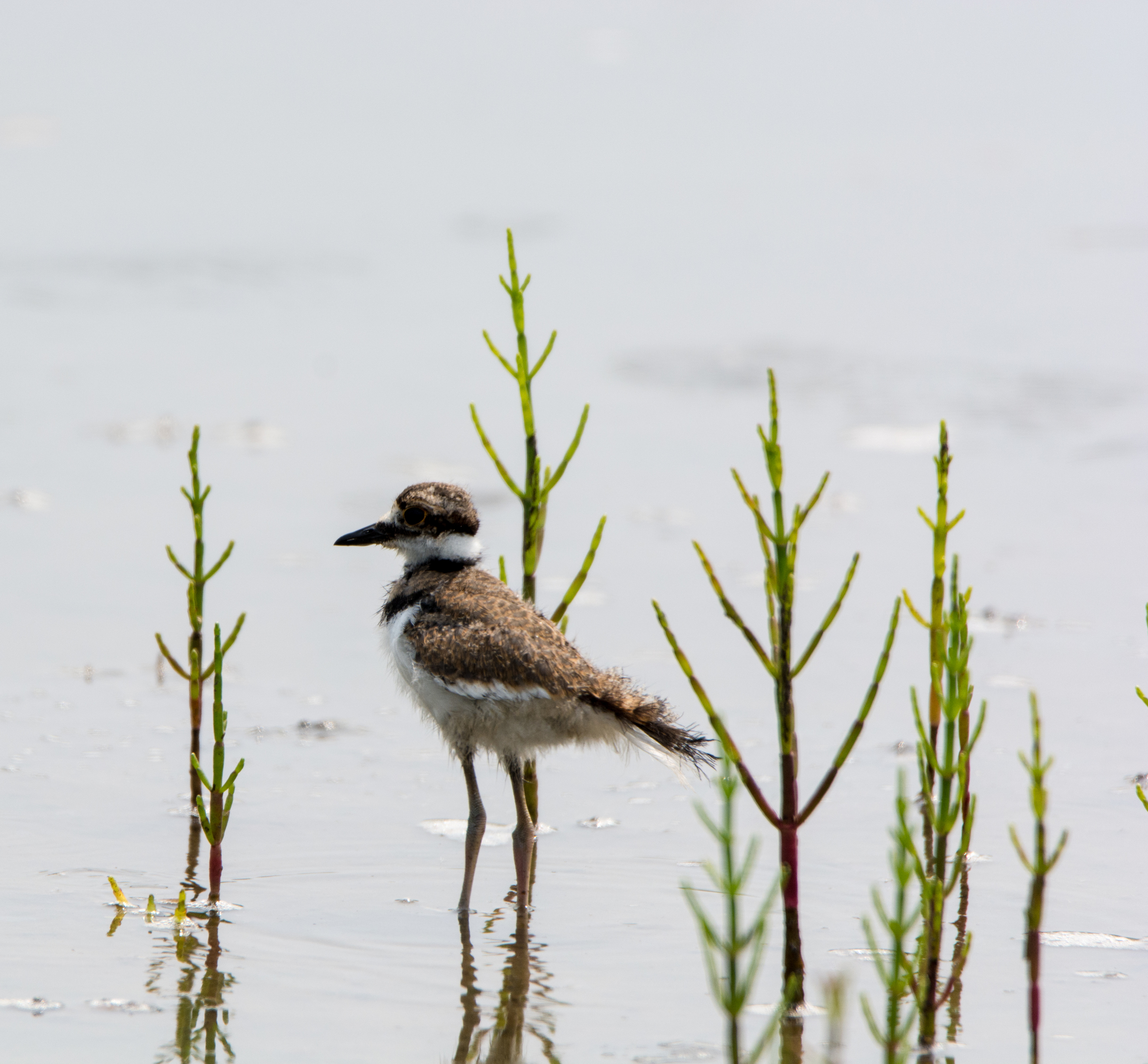 Killdeer