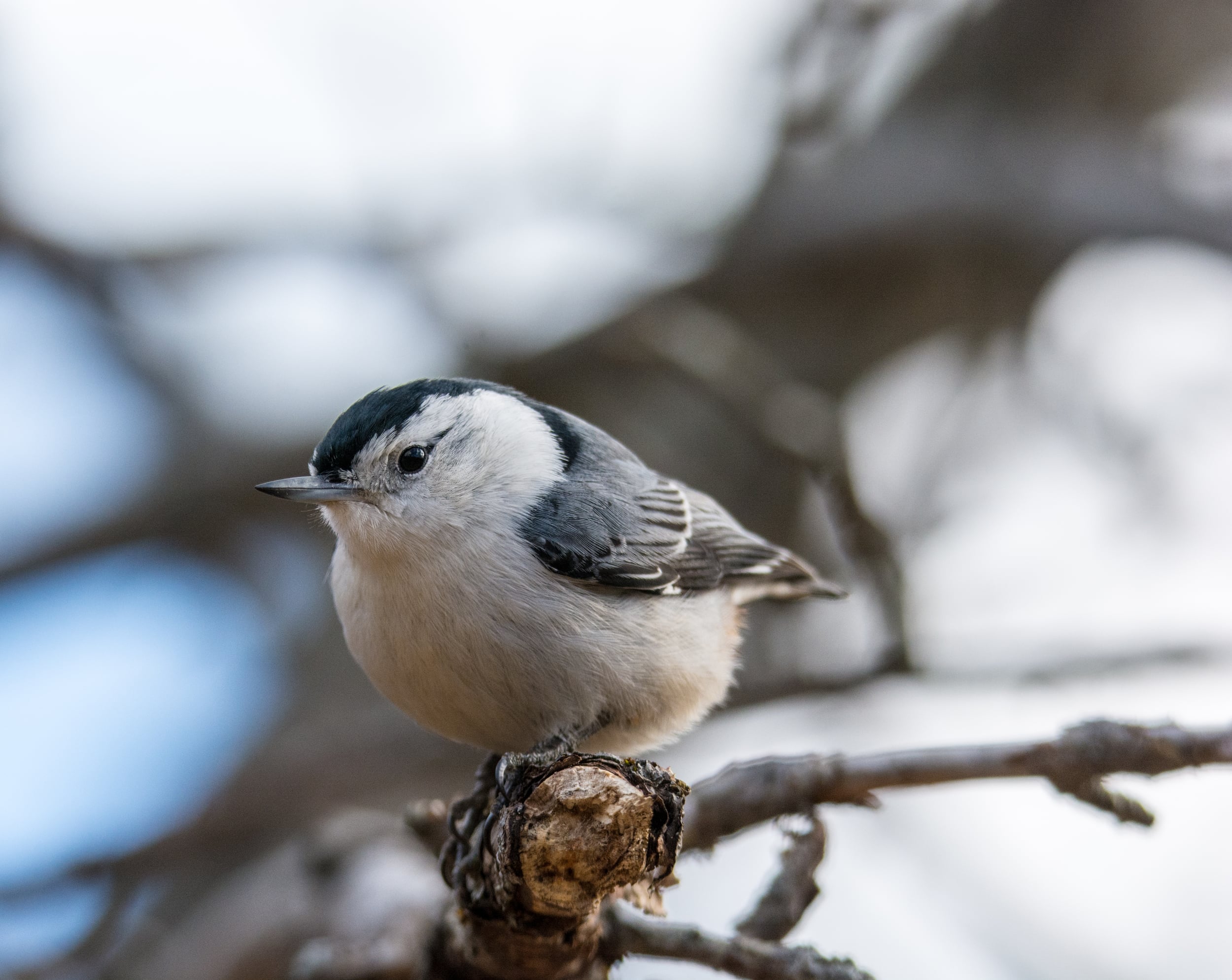 Nuthatch