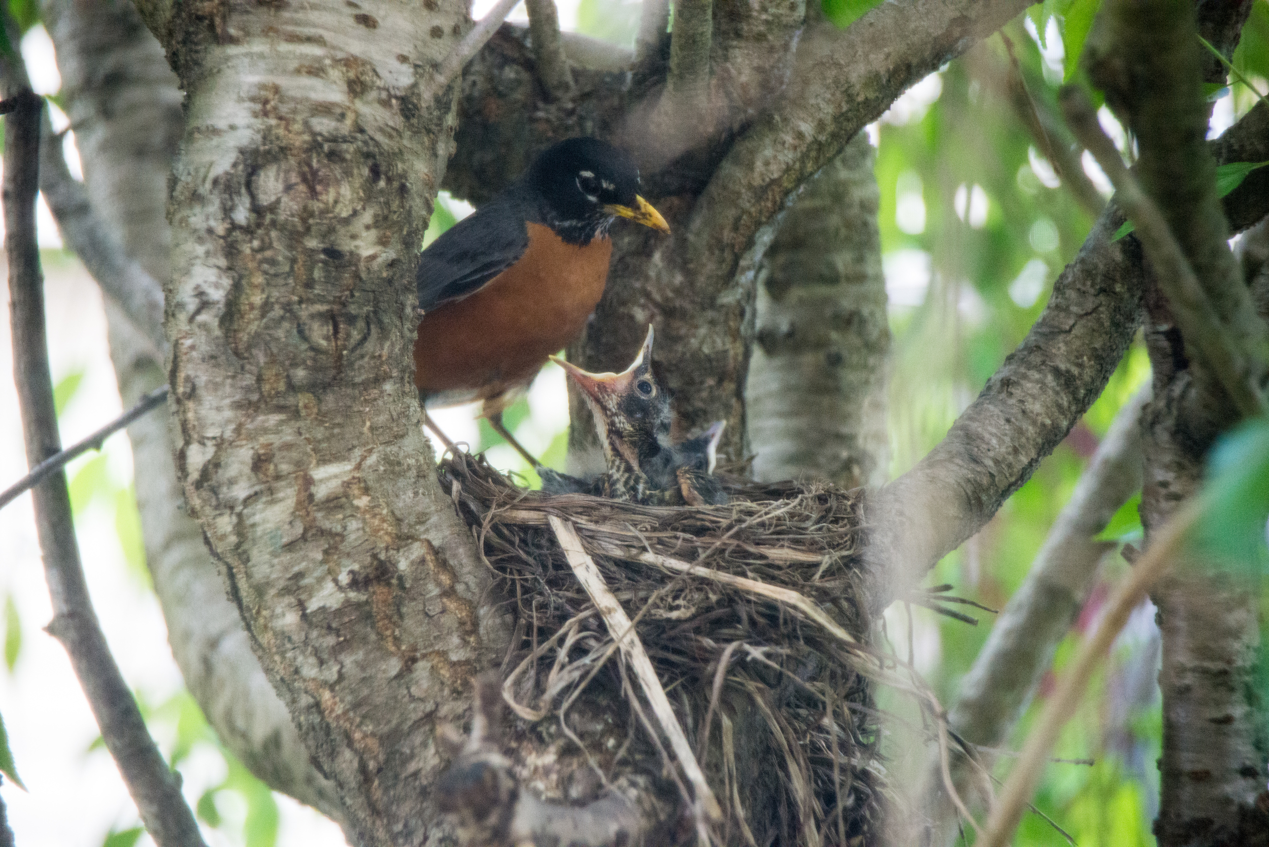 robin and nestlings