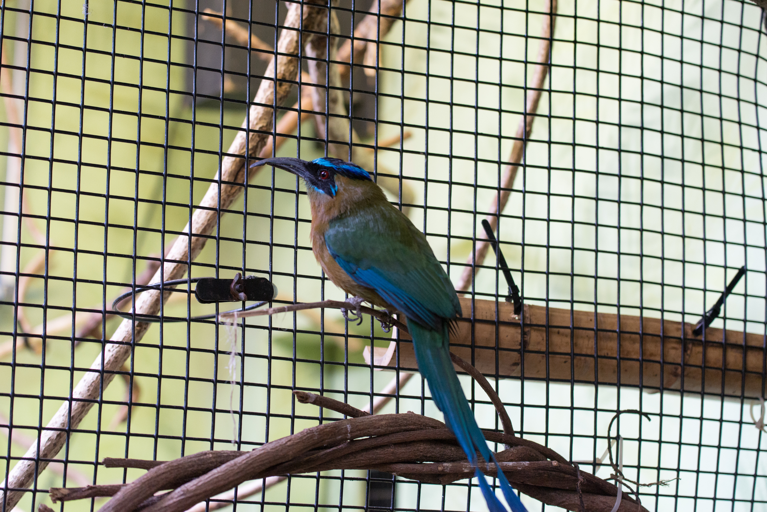 Blue Crowned Motmot