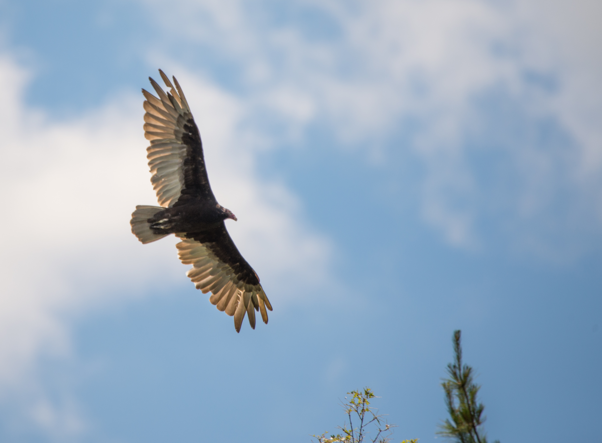 Turkey Vulture