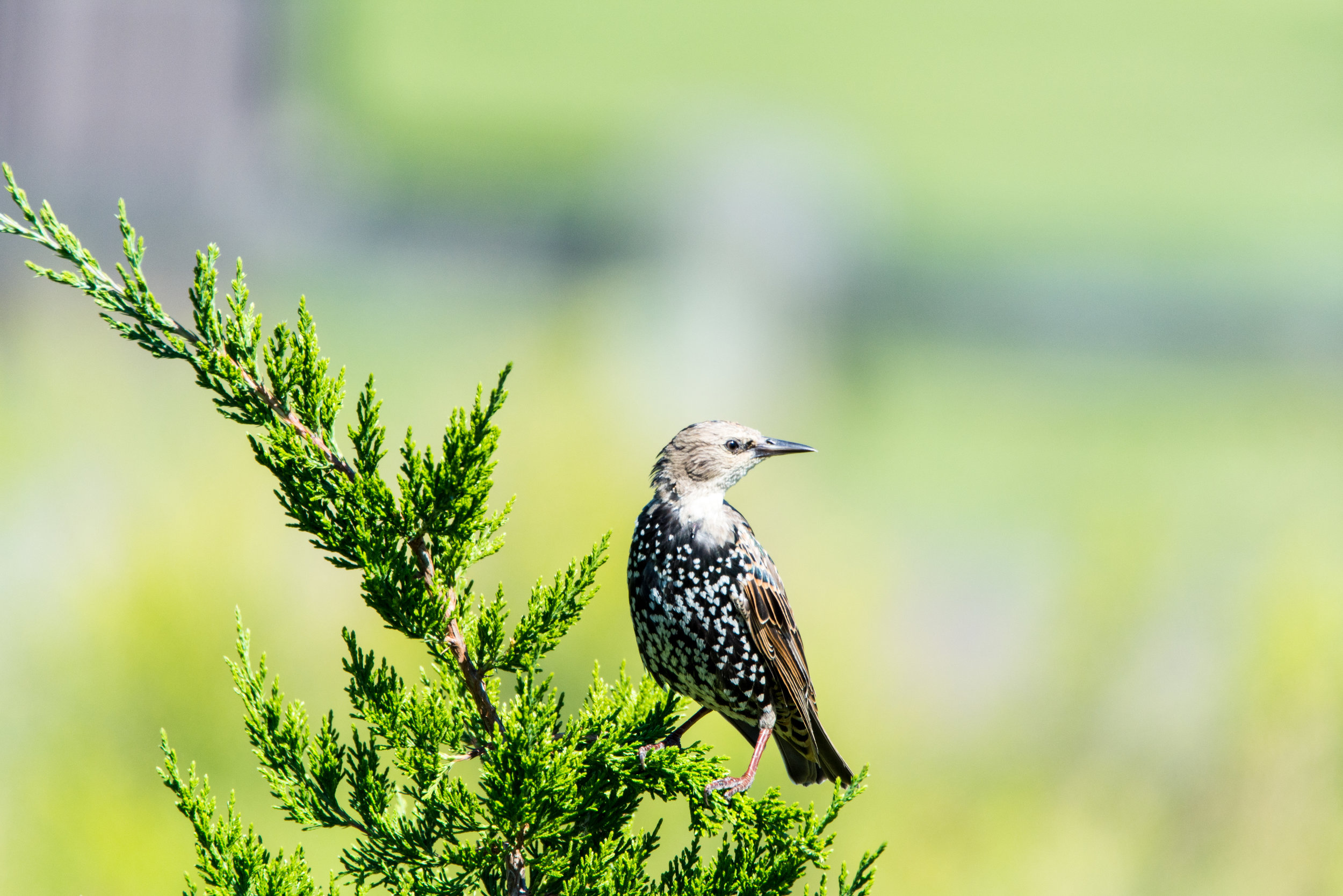 European Starling