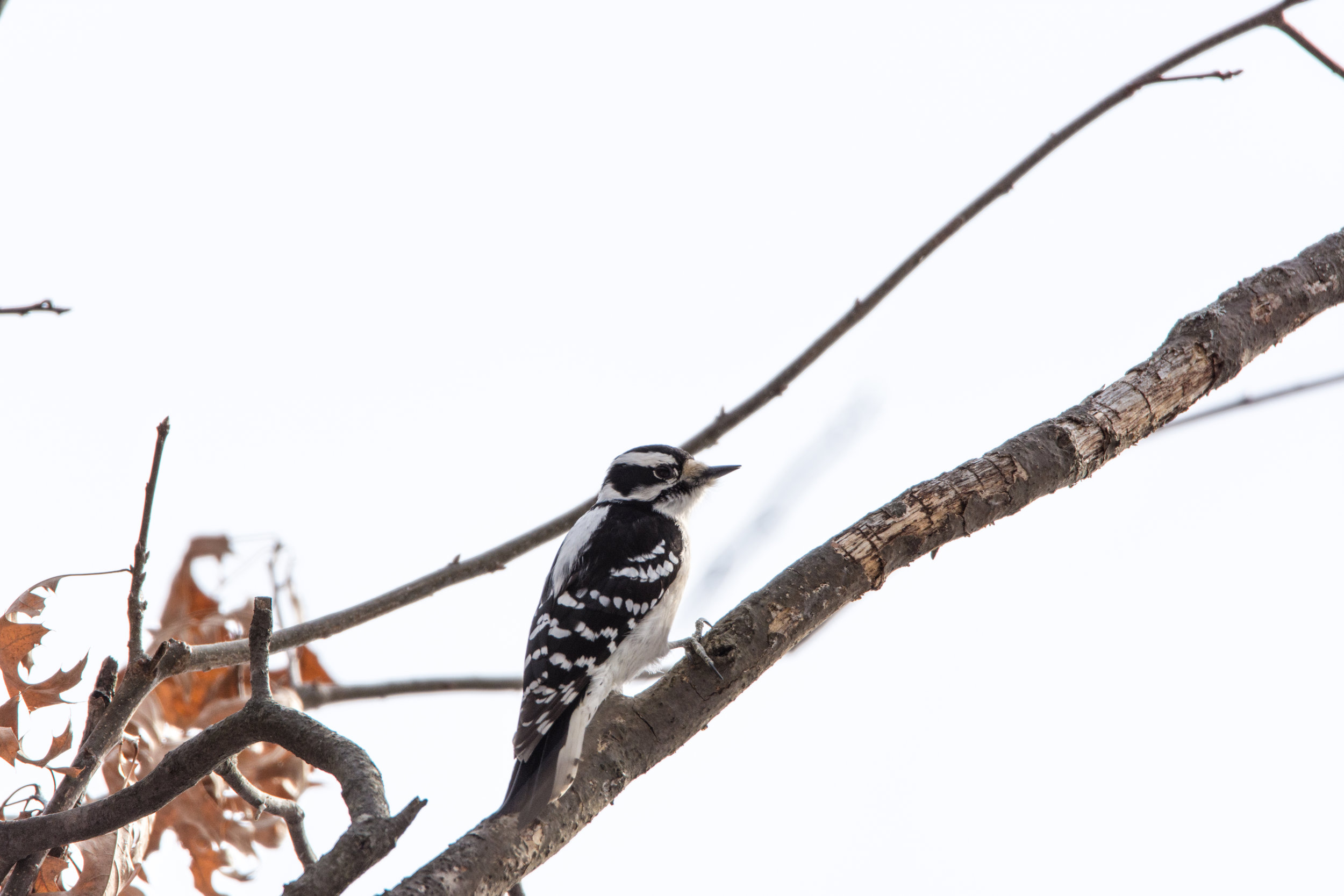 Female Downy Woodpecker