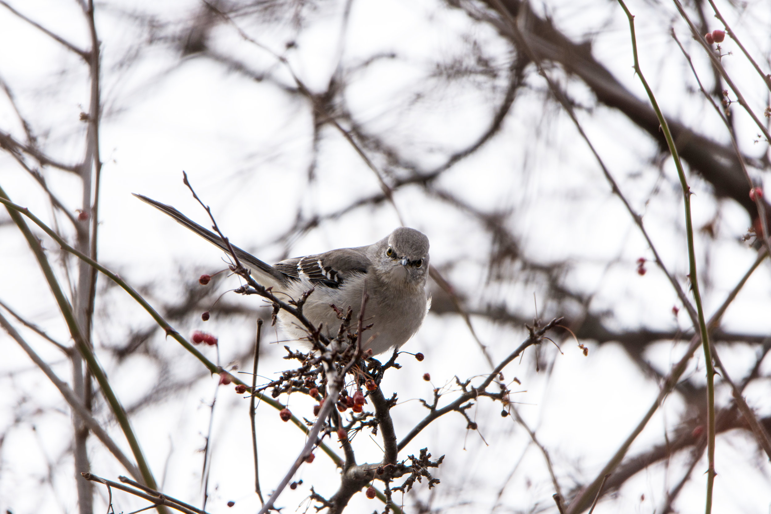 Northern Mockingbird