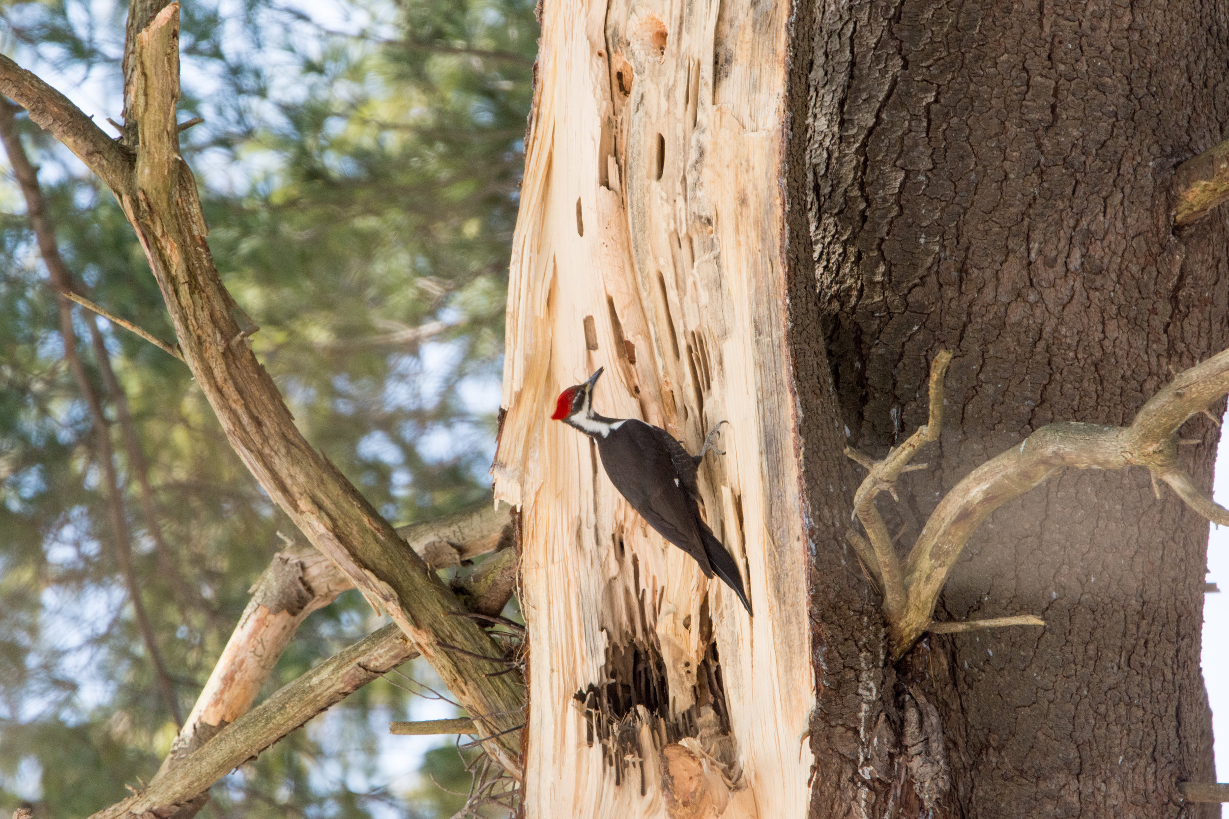 Pileated Woodpecker