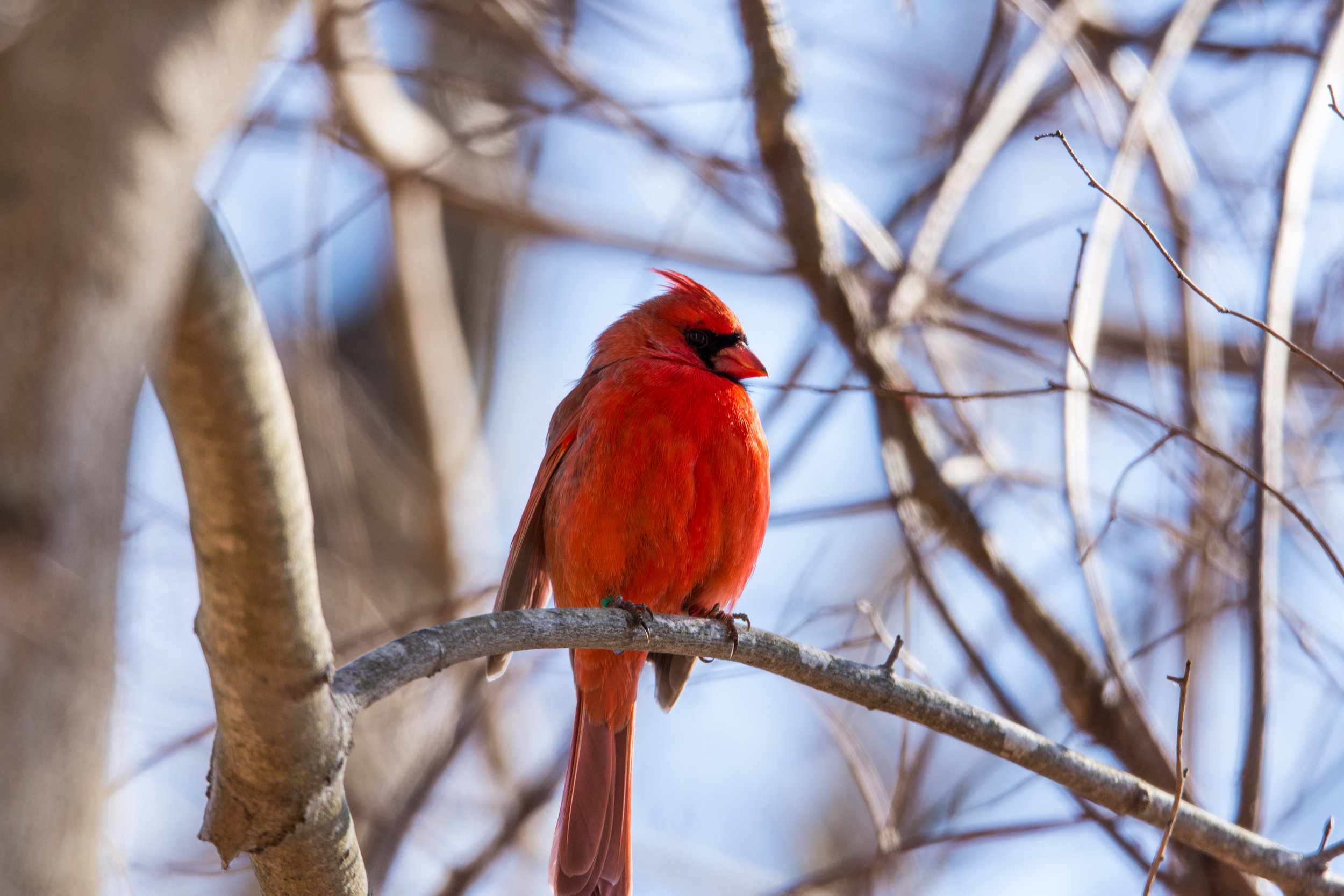 Cardinal