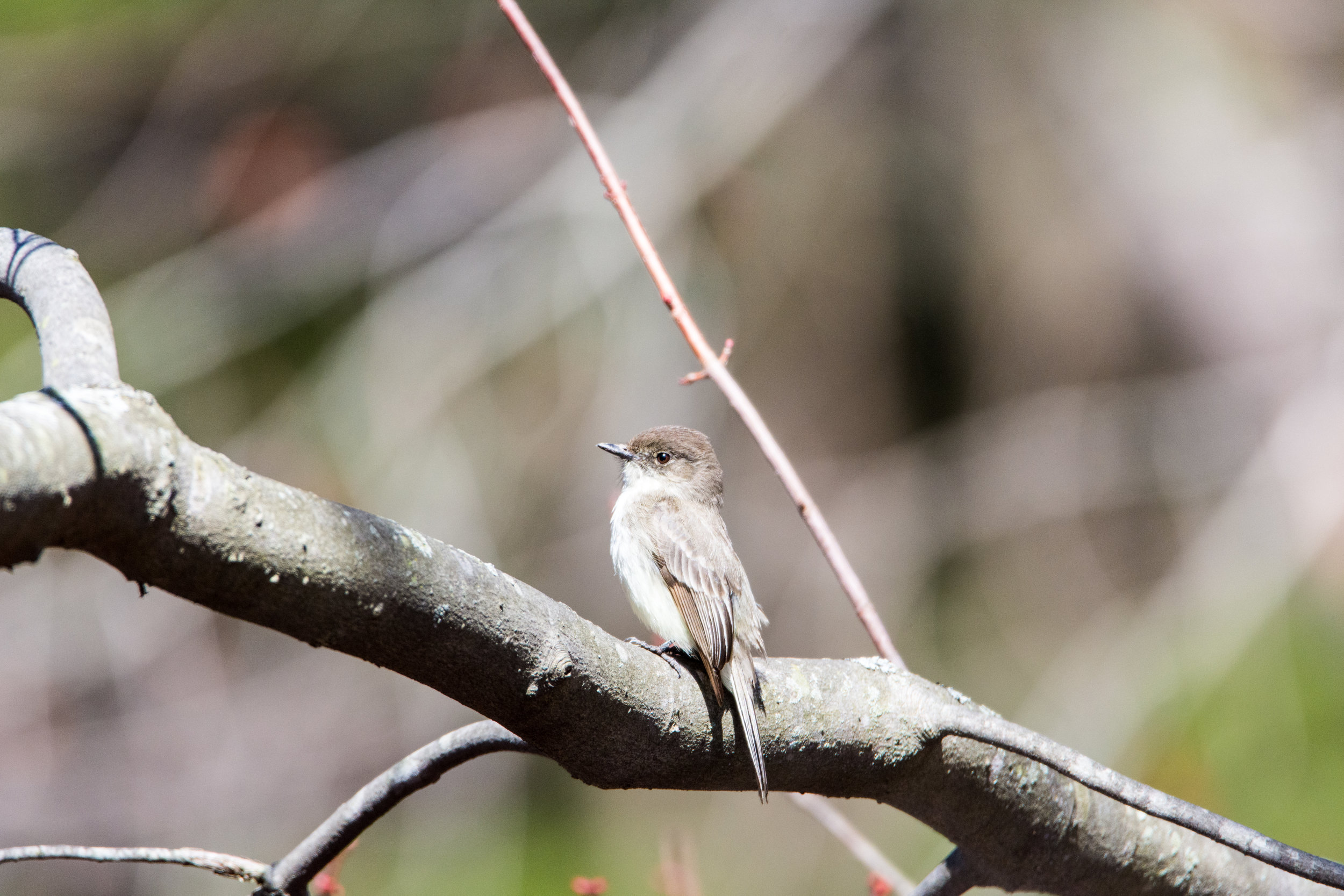 Eastern Phoebe 