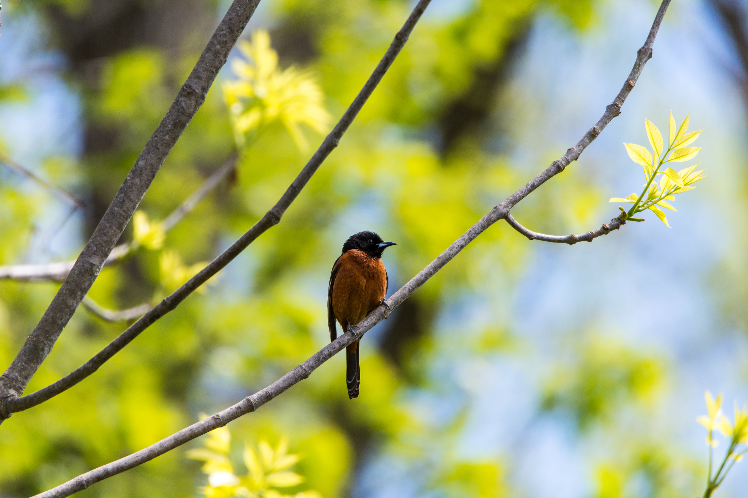 Orchard Oriole