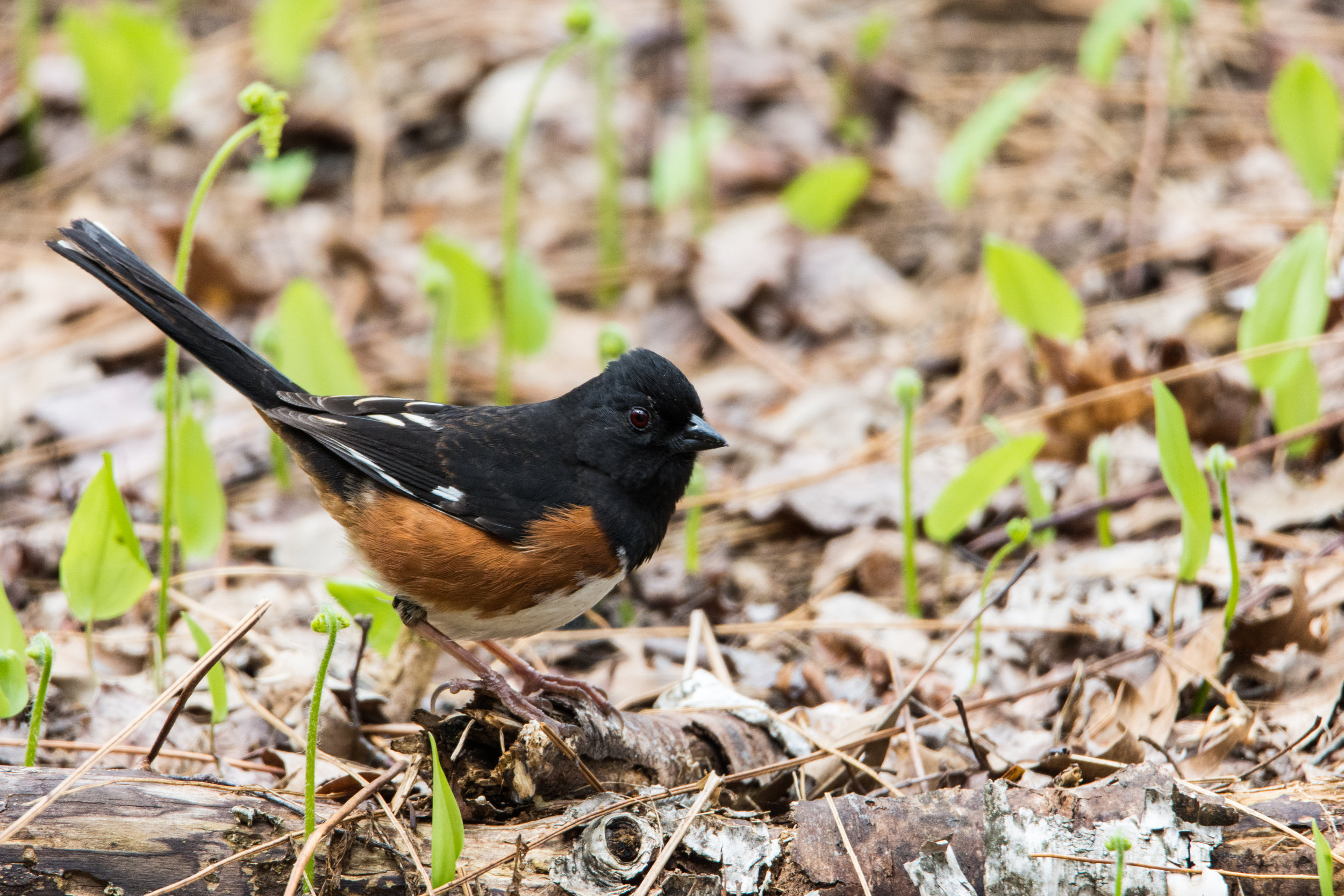 Eastern Towhee