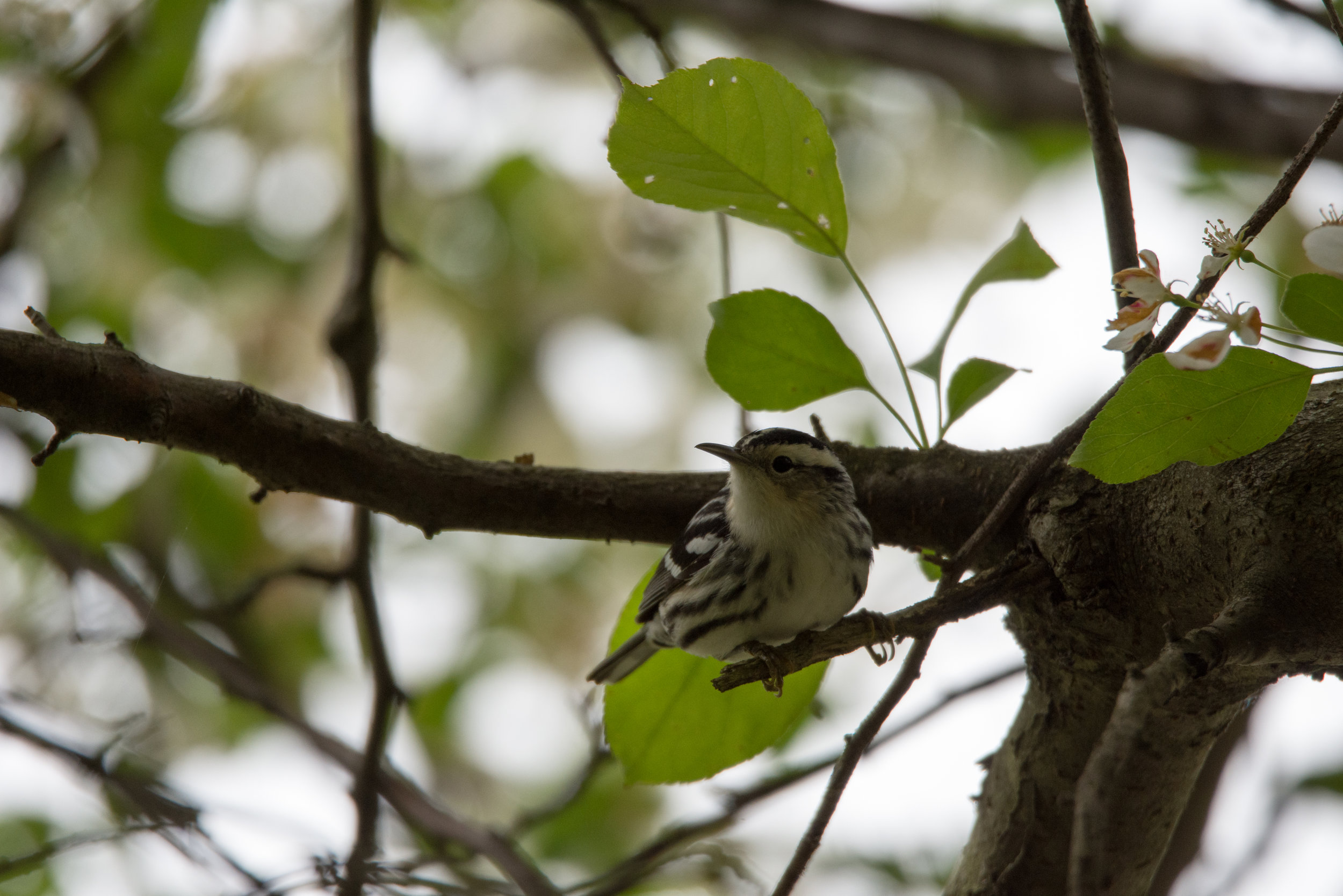 Black-andWhite Warbler