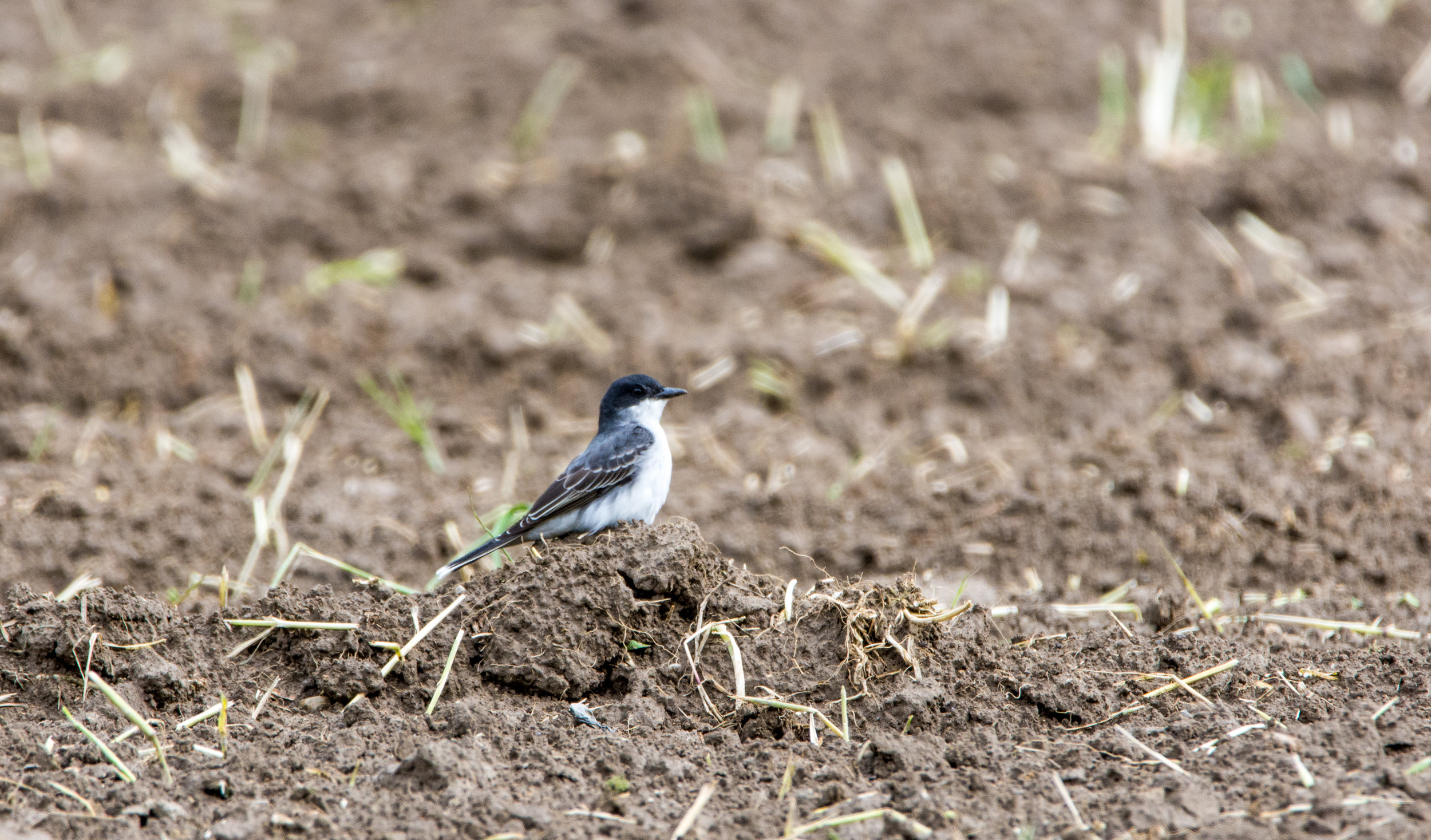 Cerulean Warbler