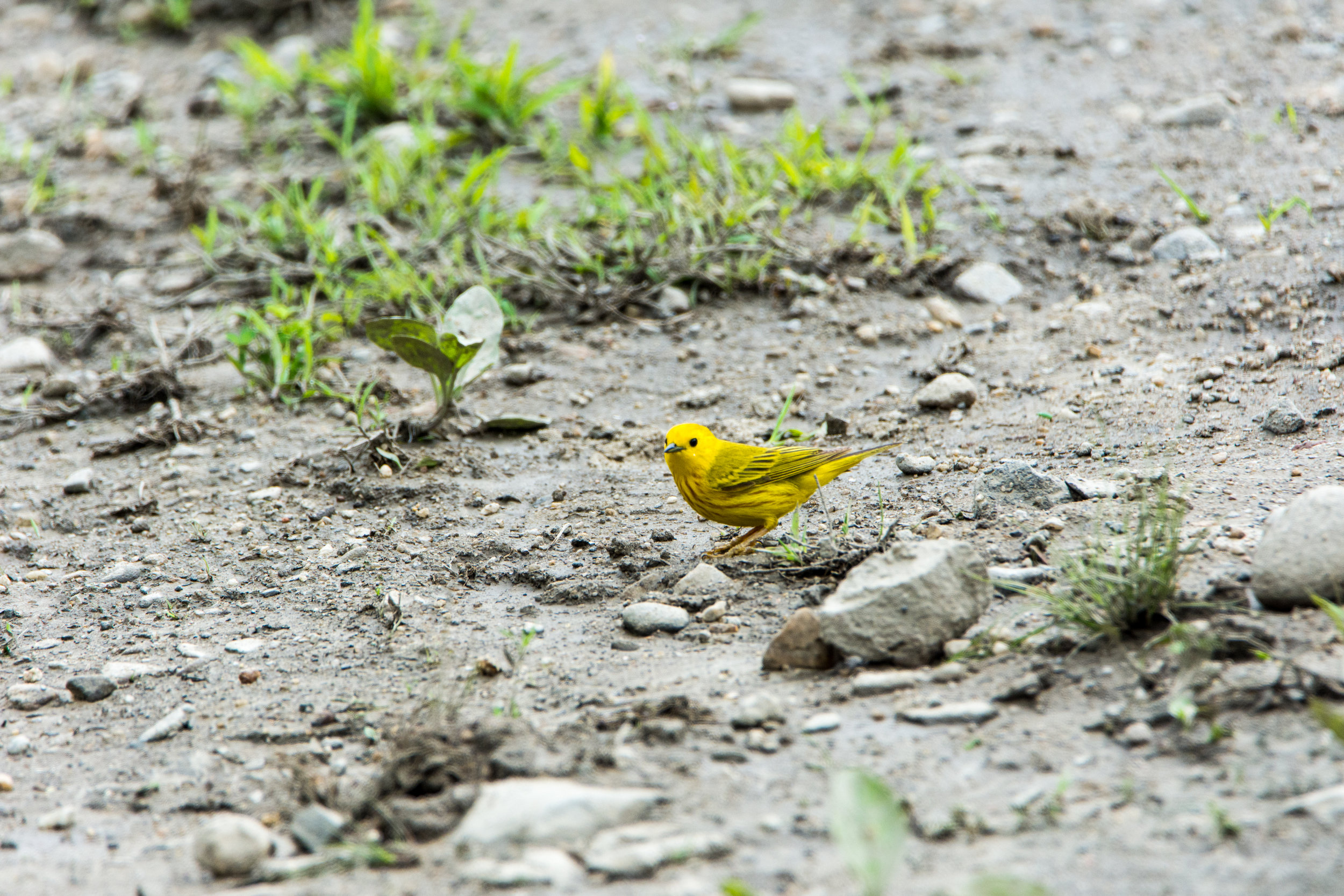 Yellow Warbler