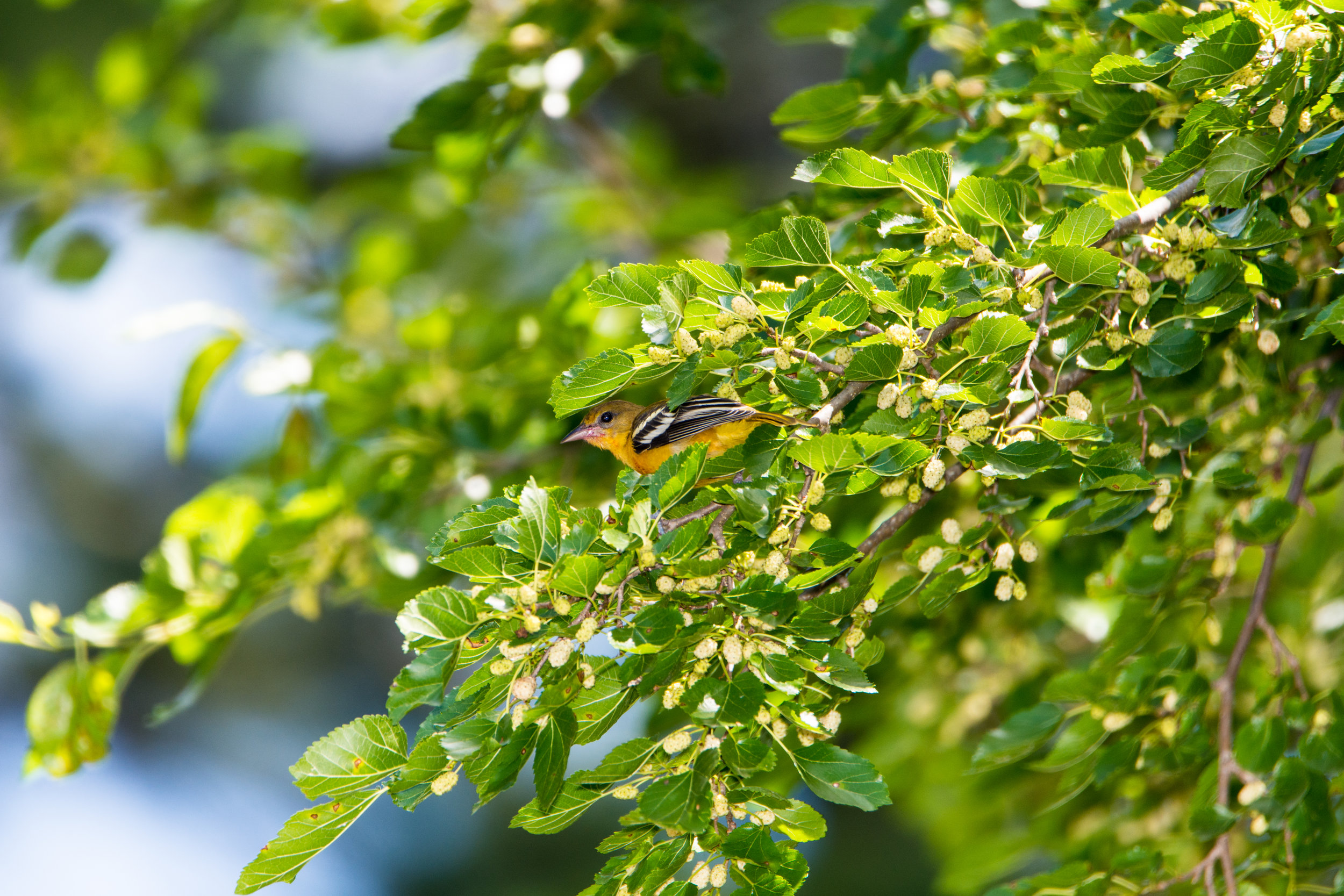 Female Baltimore Oriole