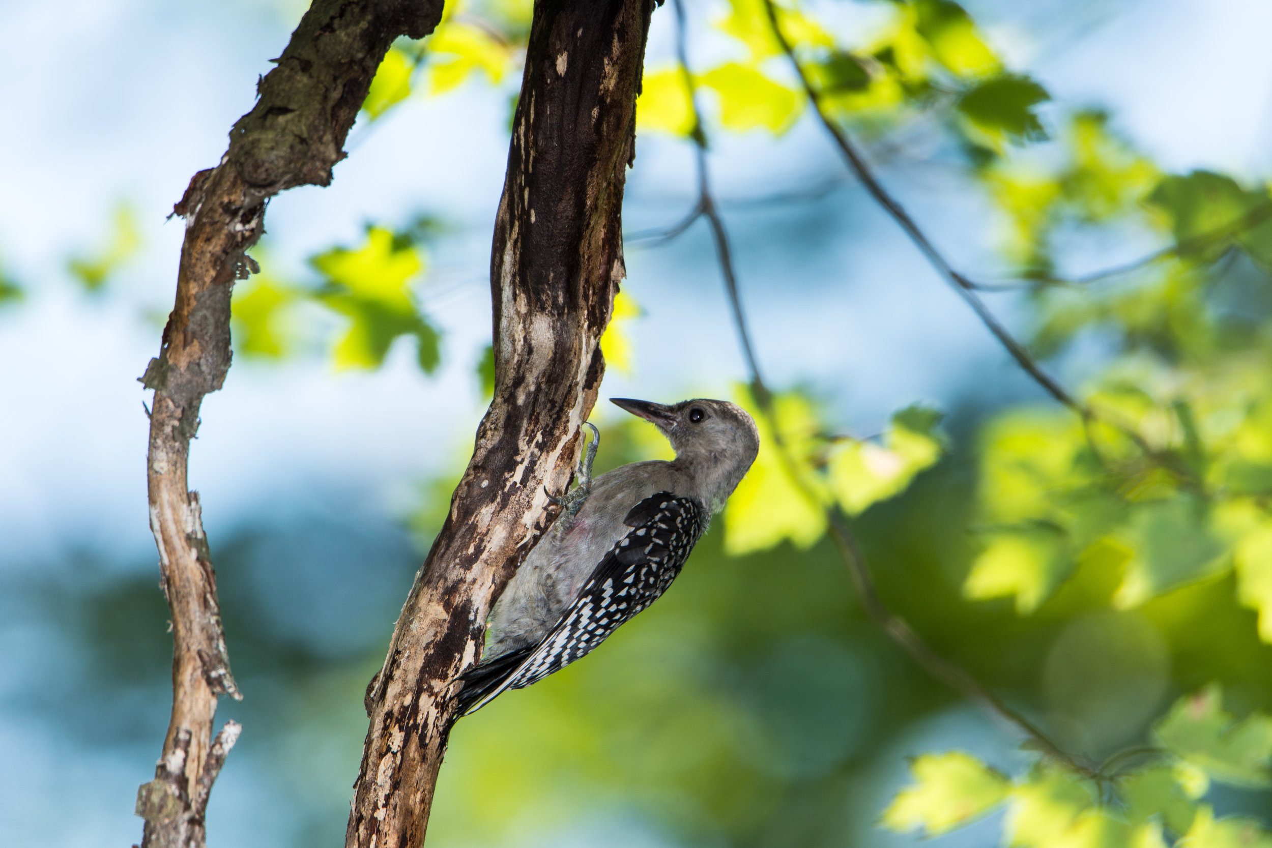 Juvenile Red-bellied woodpecker