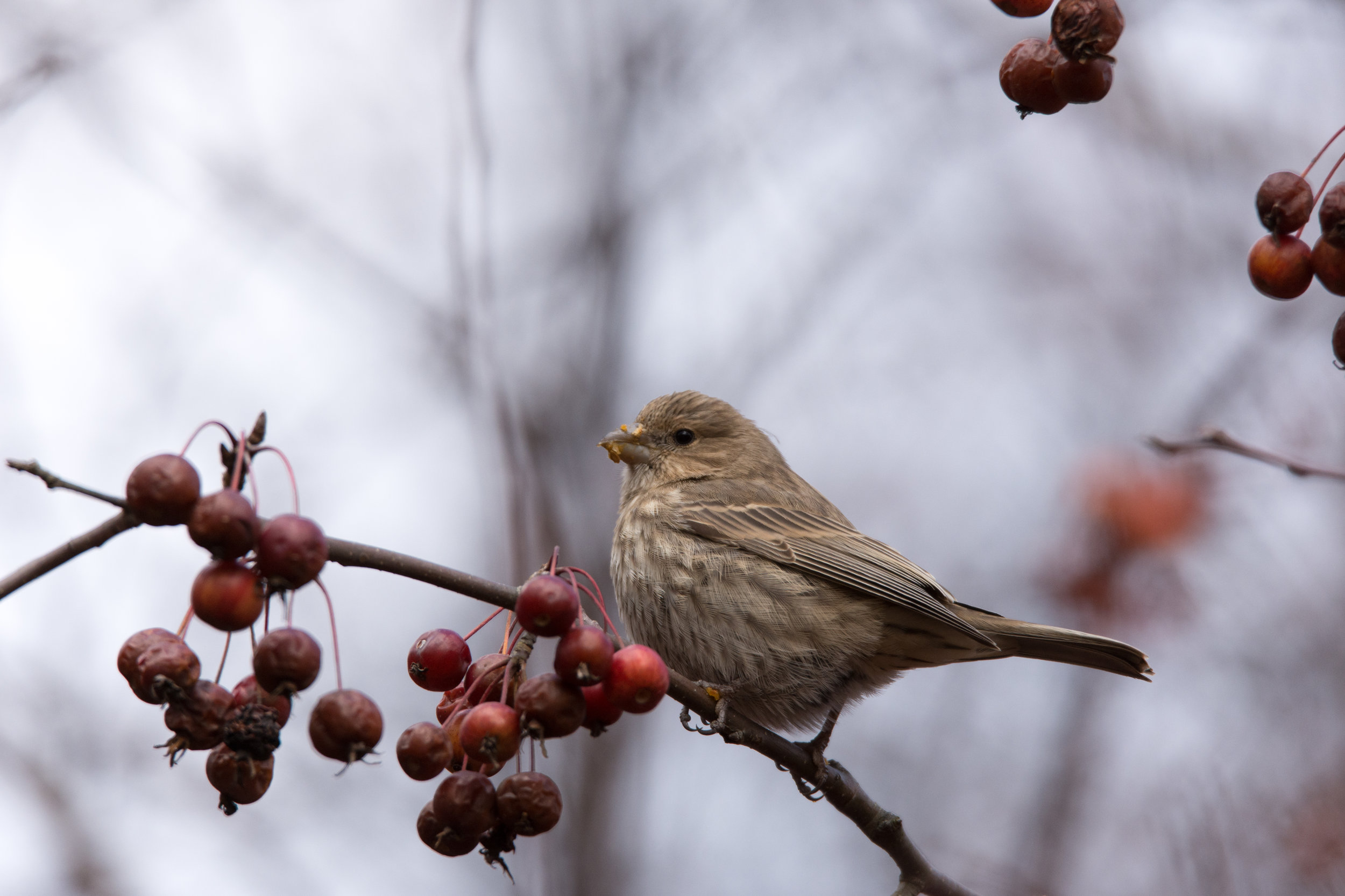 Female House Finch