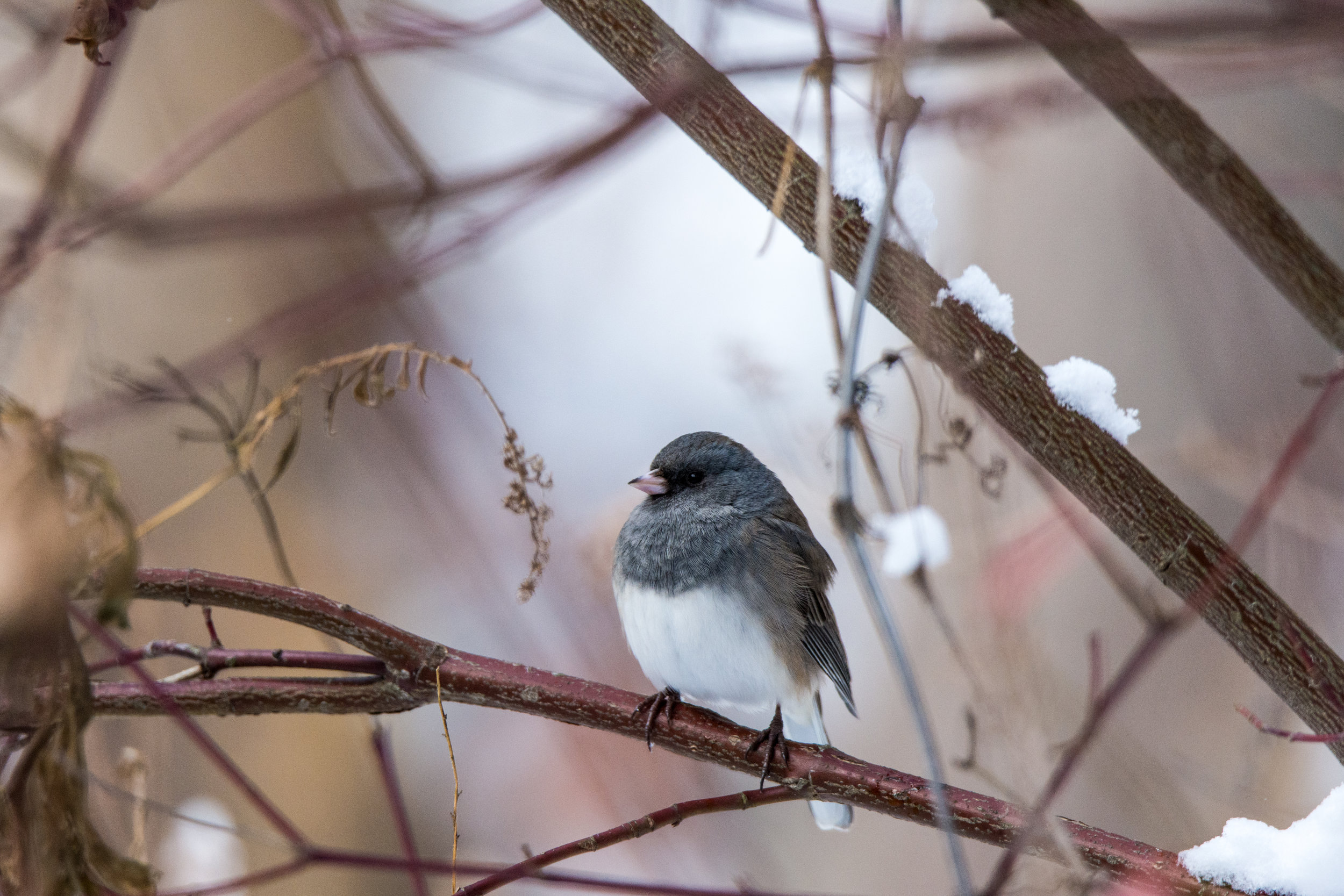 Dark Eyed Juncos