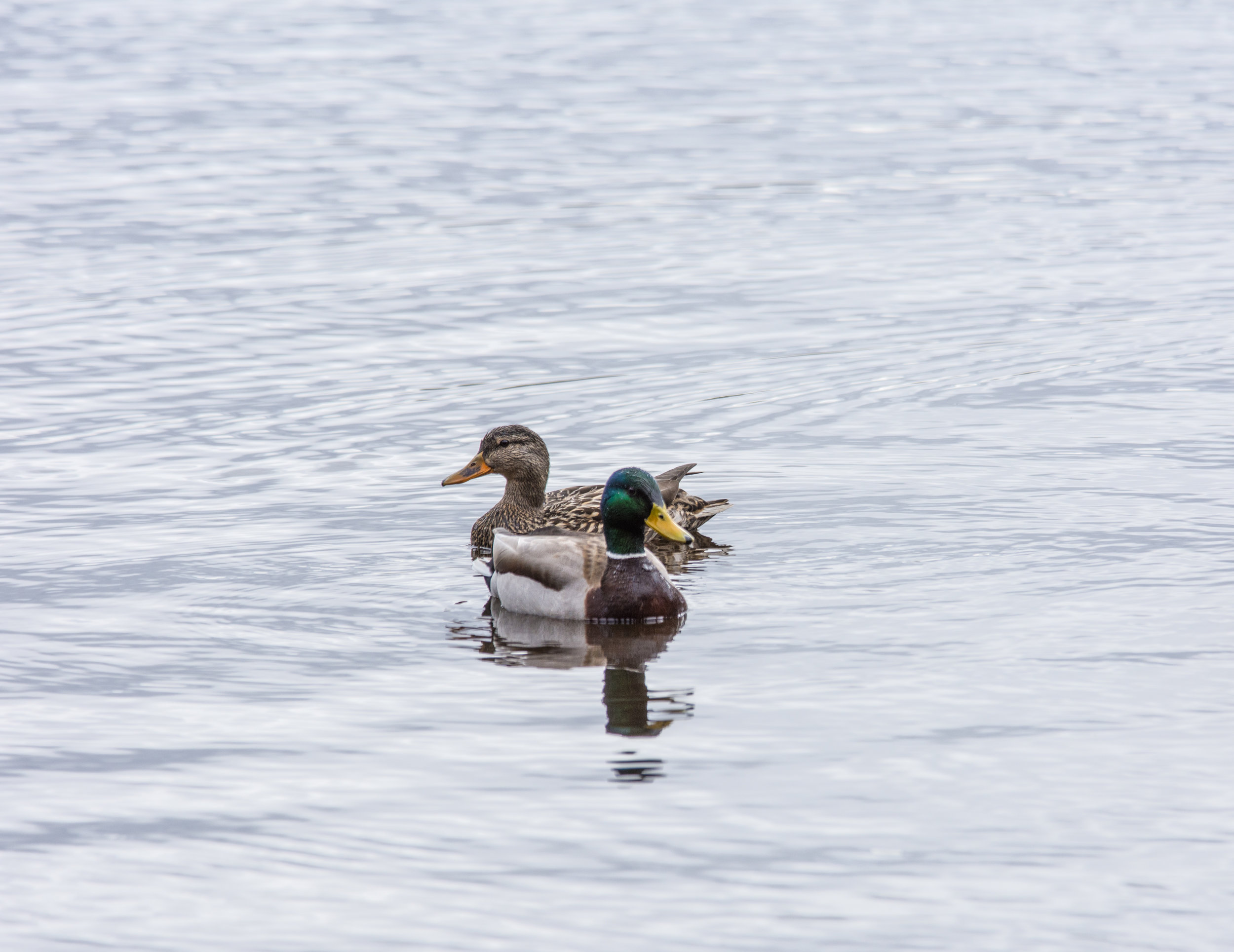 Mallards