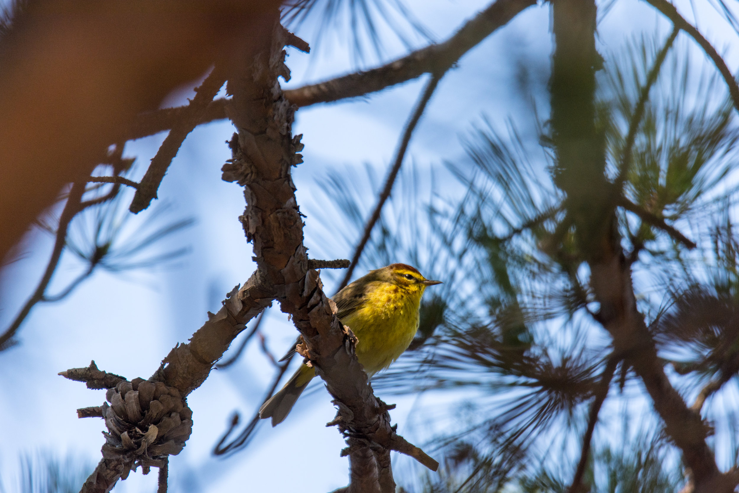 Palm Warbler