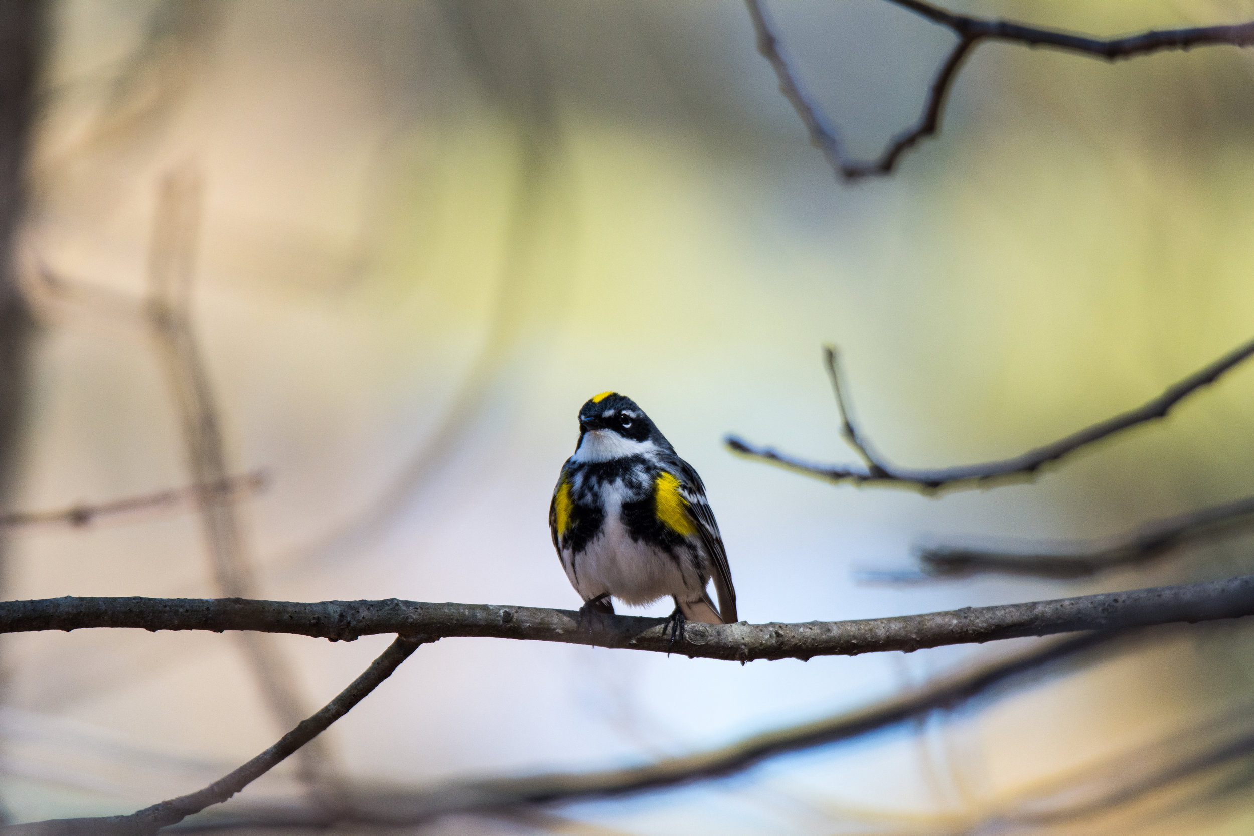 Yellow Rumped Warbler