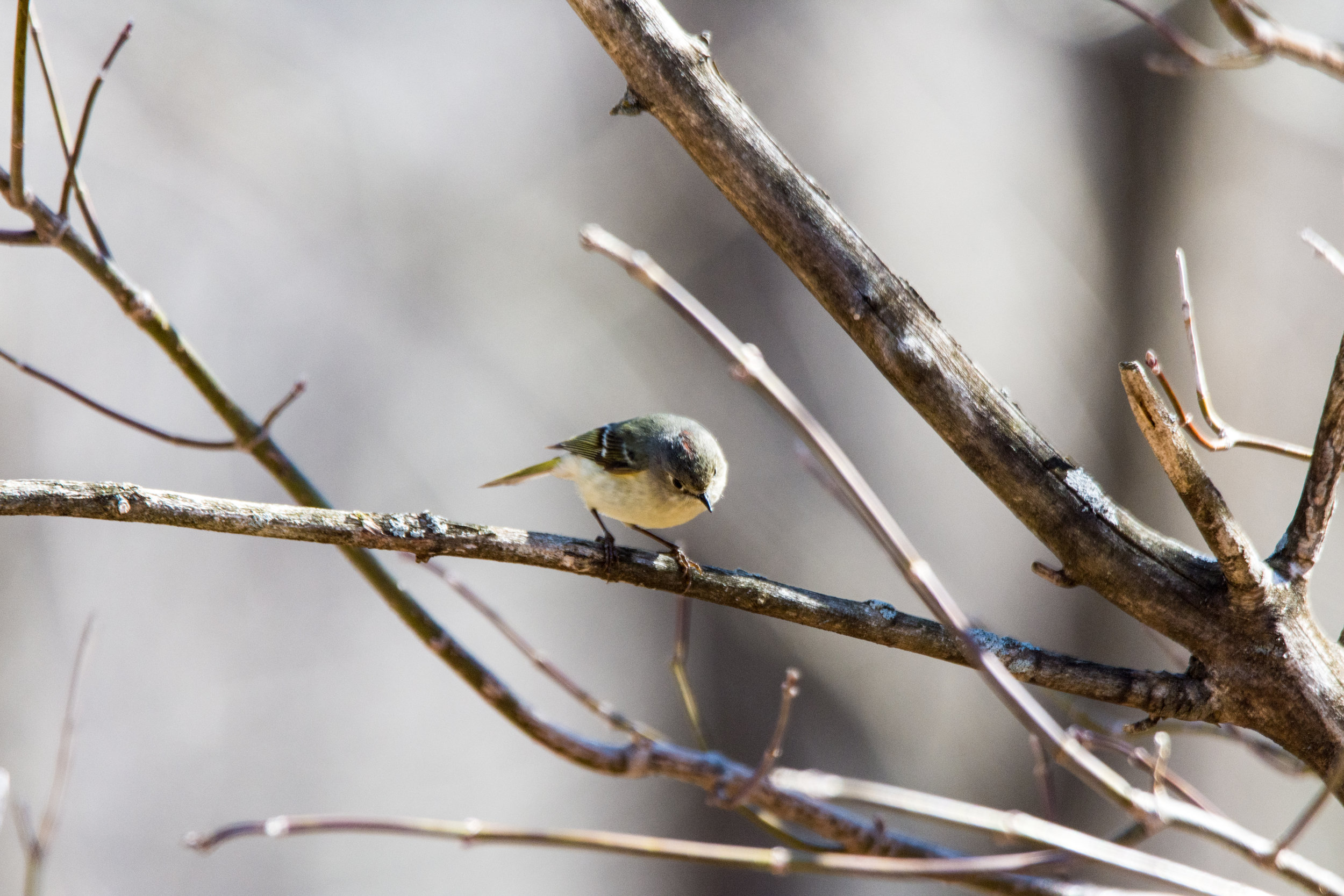 Ruby Crowned Kinglet