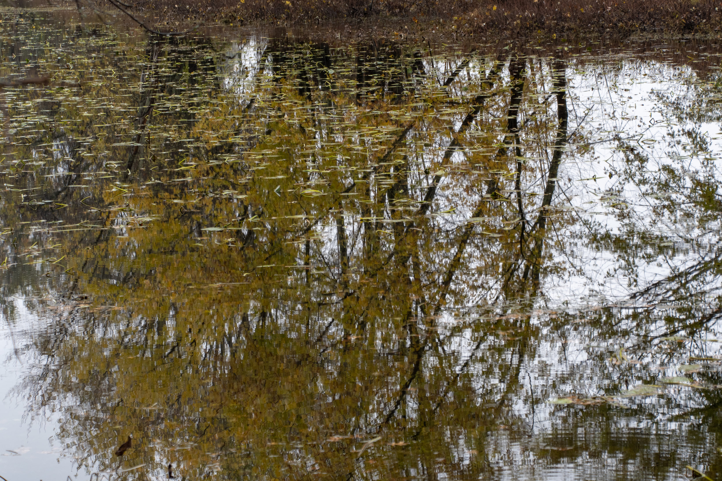 Danks Pond reflections