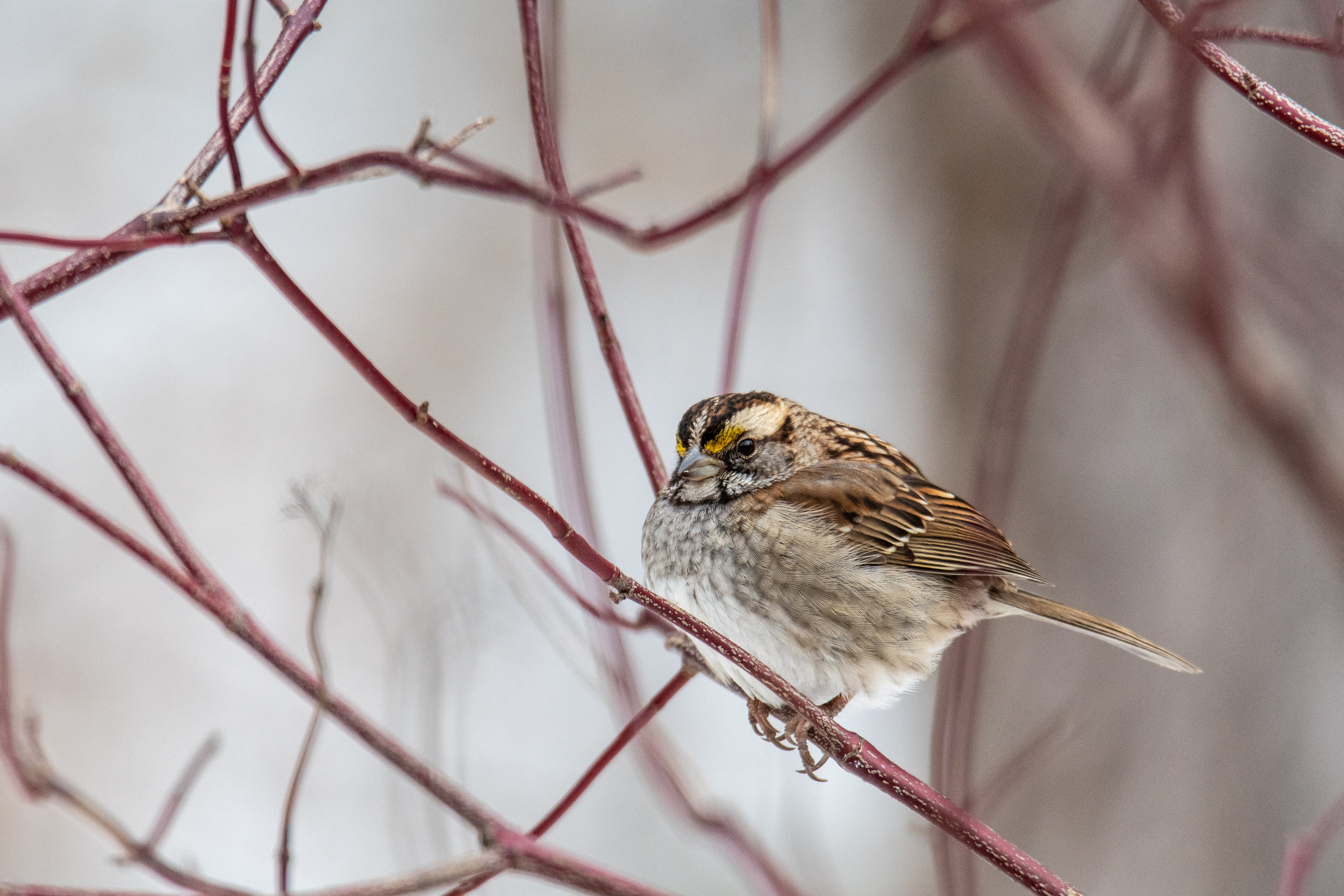 White throated Sparrow