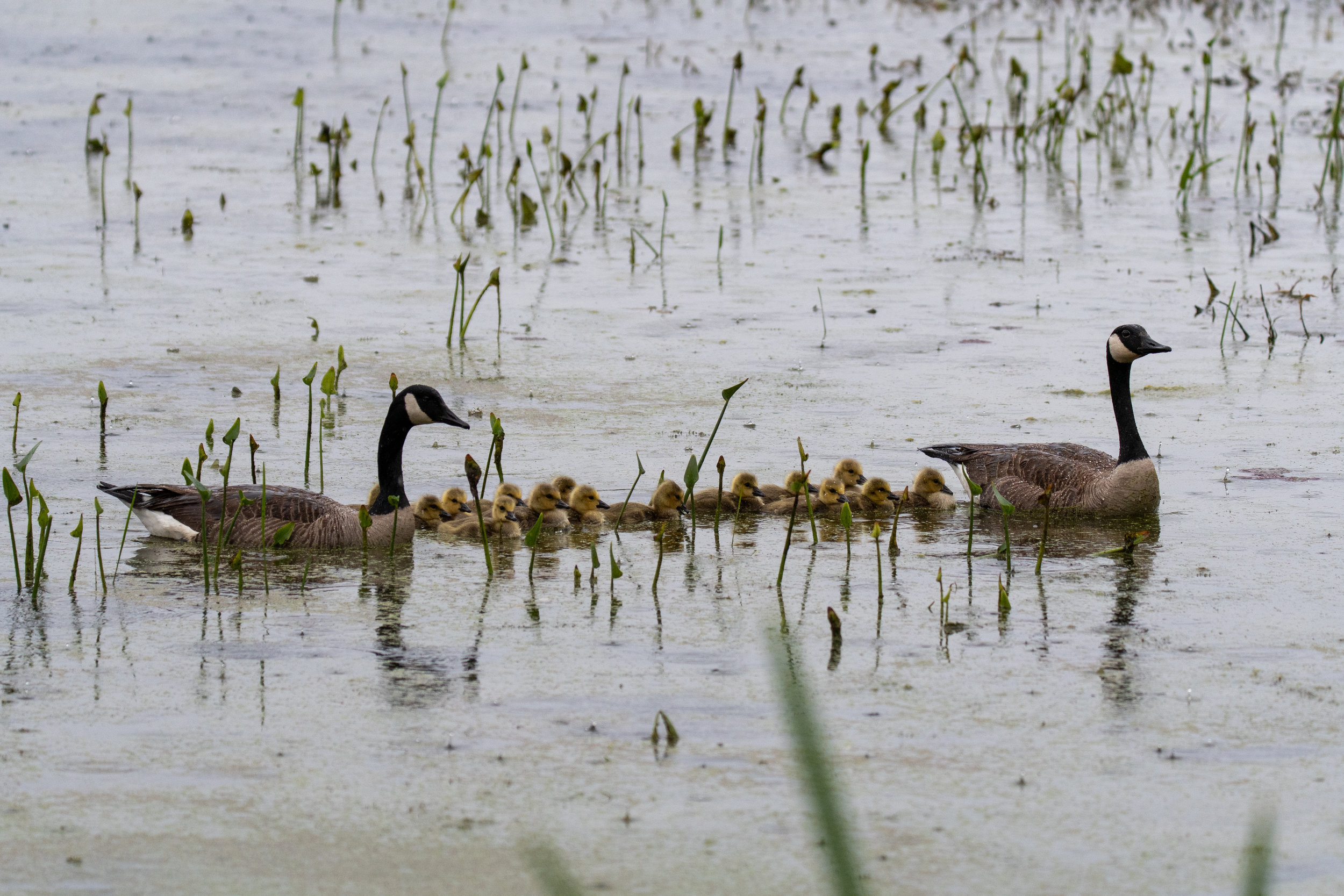 Canada Geese and Goslings