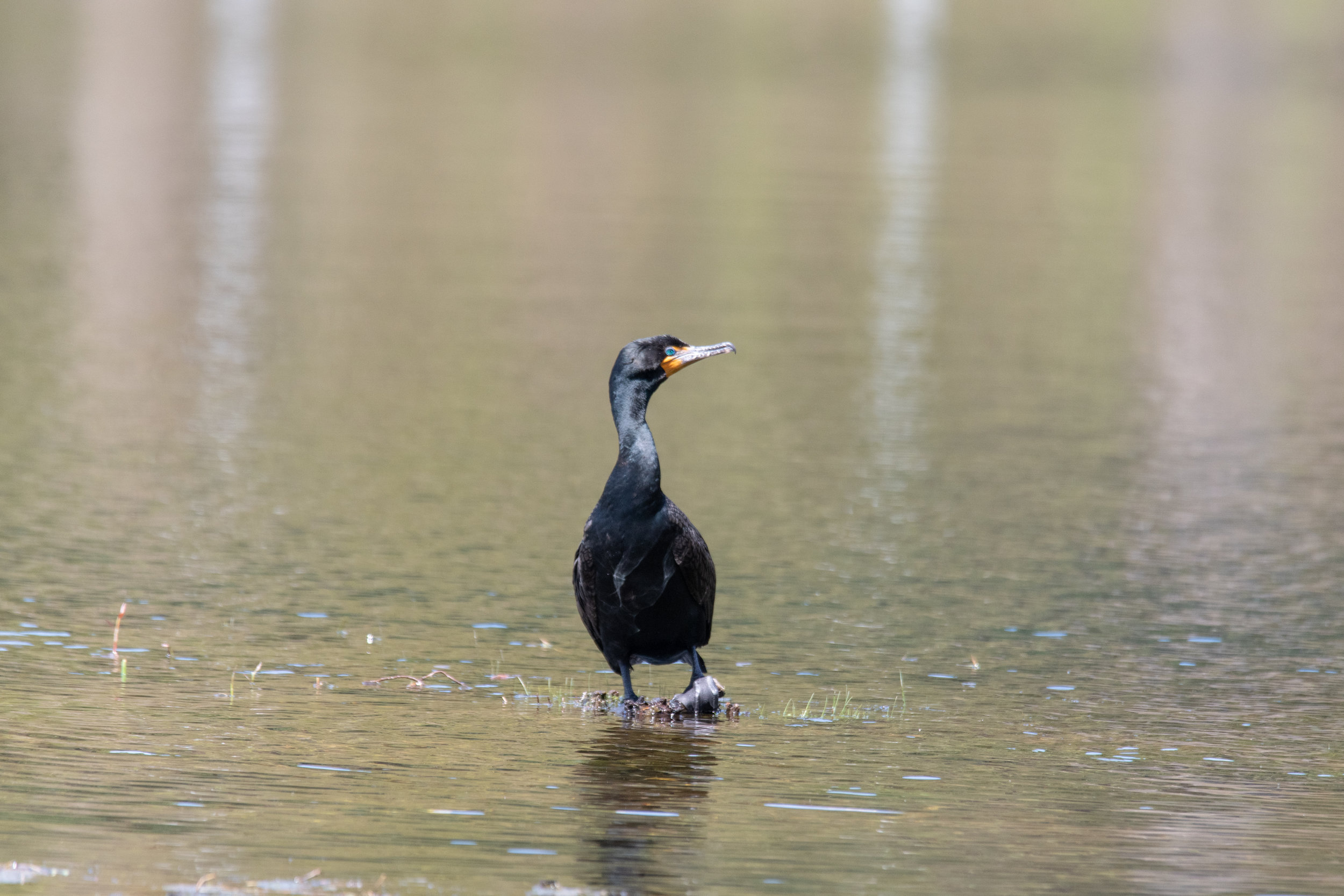 Double crested cormorant