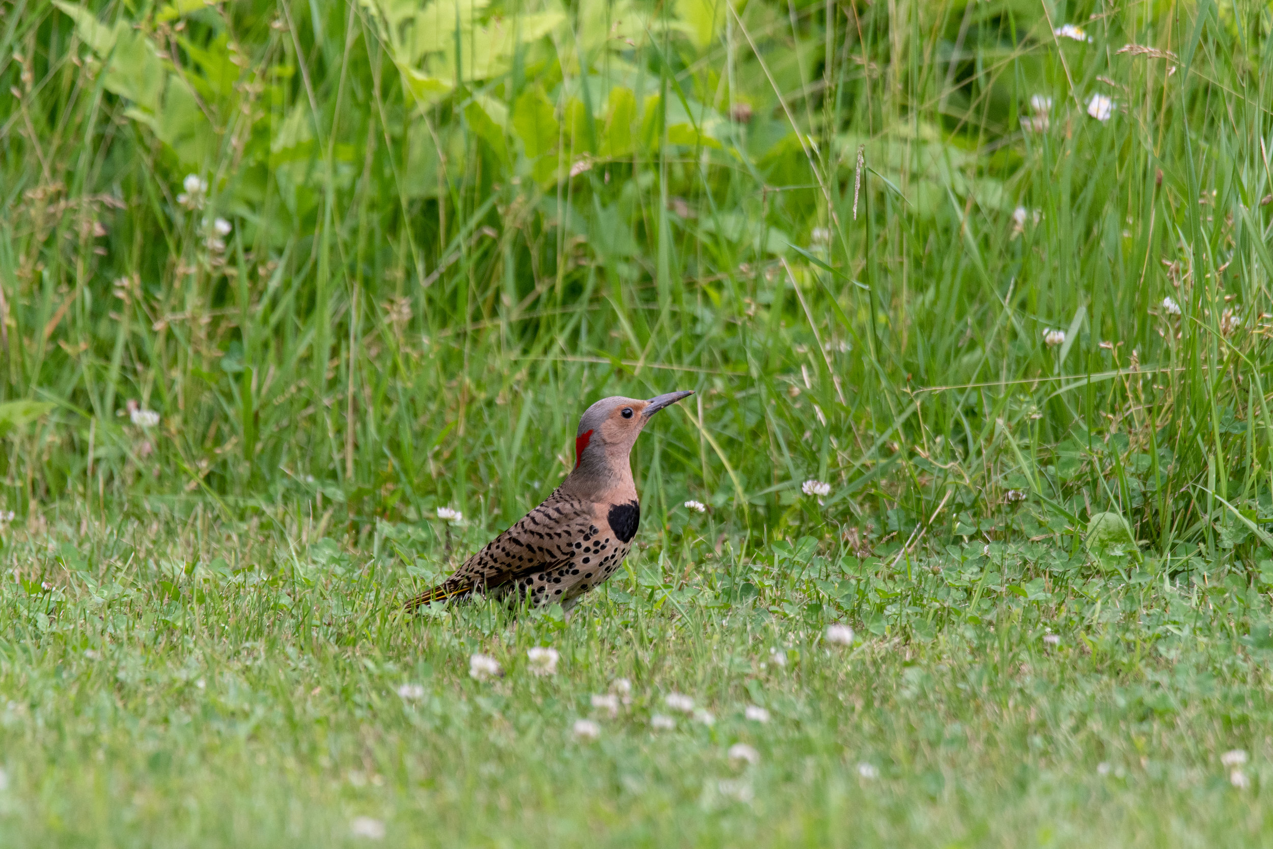 Northern Flicker