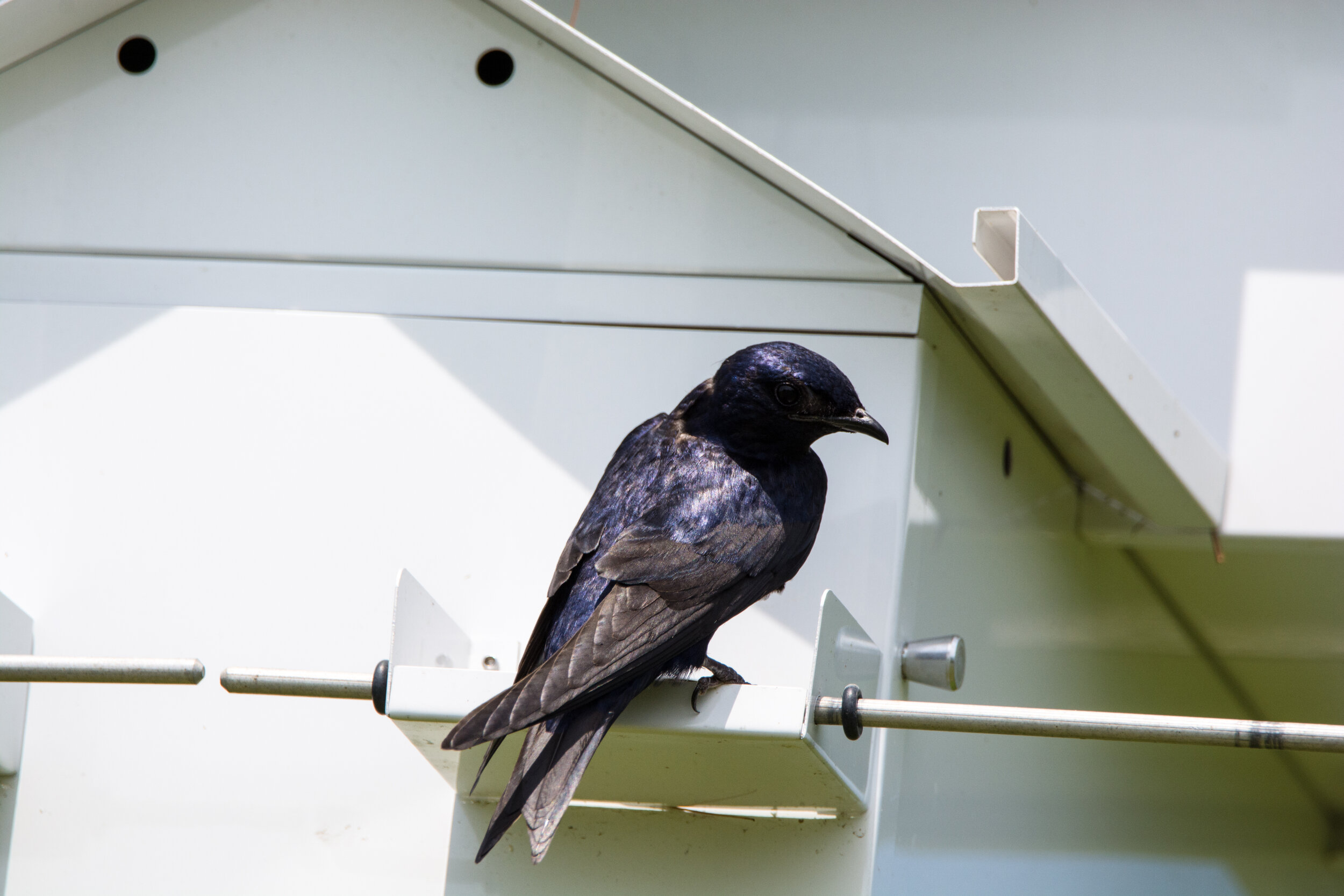 Purple Martin