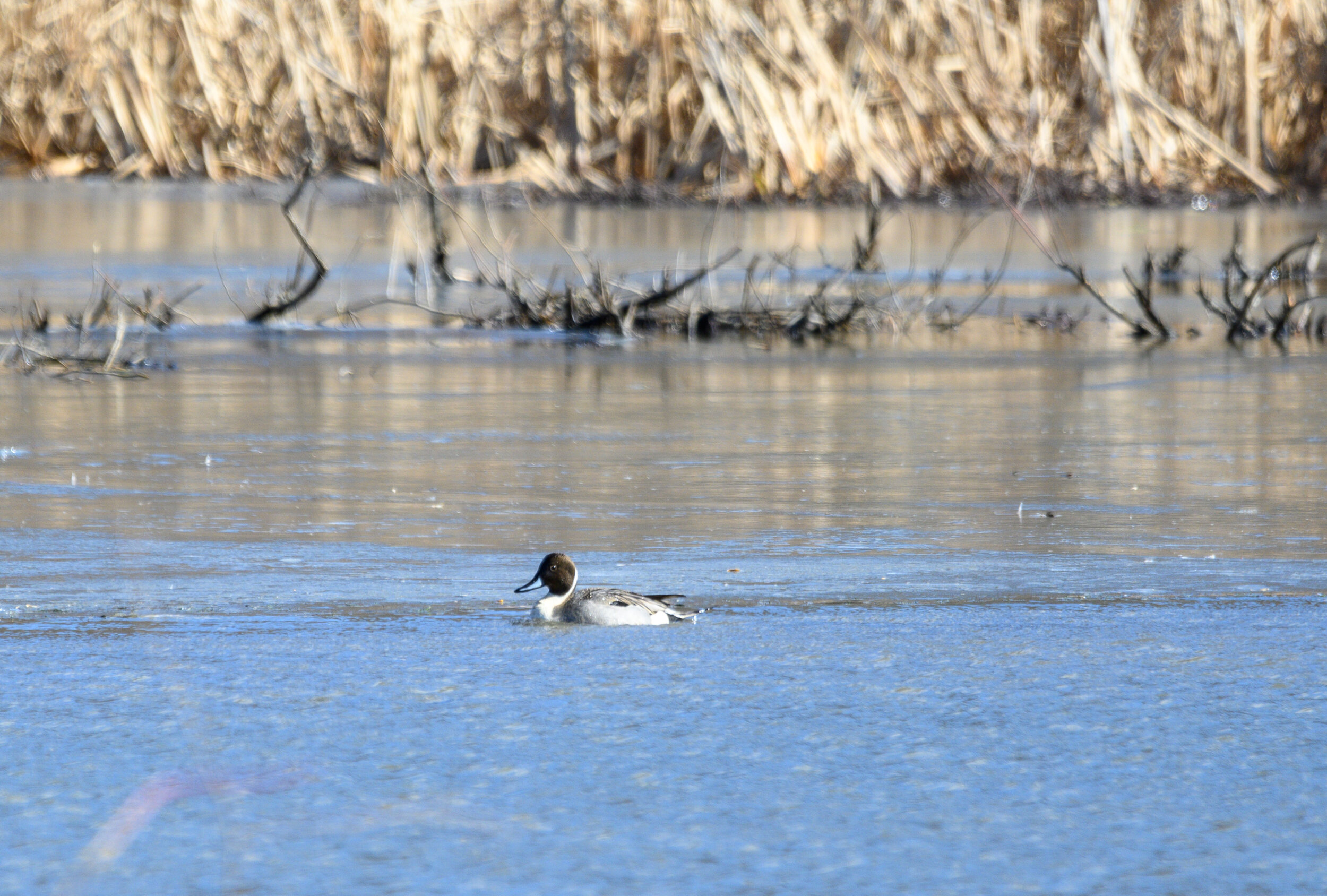 Northern Pintail