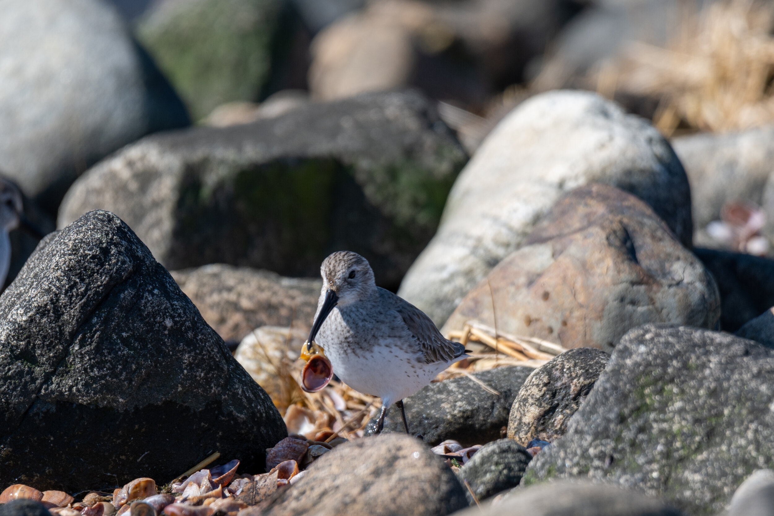 Dunlin