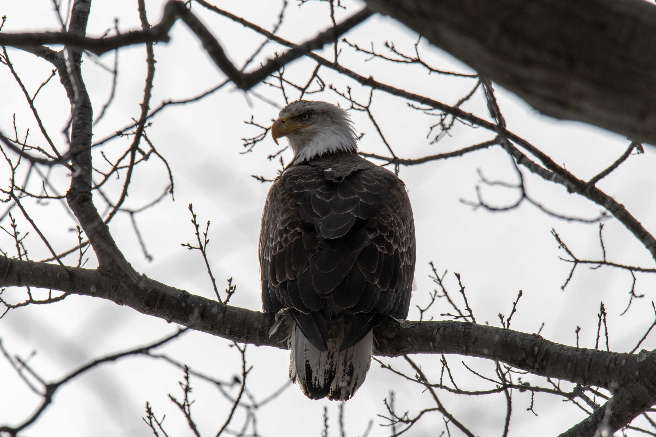 Bald Eagle