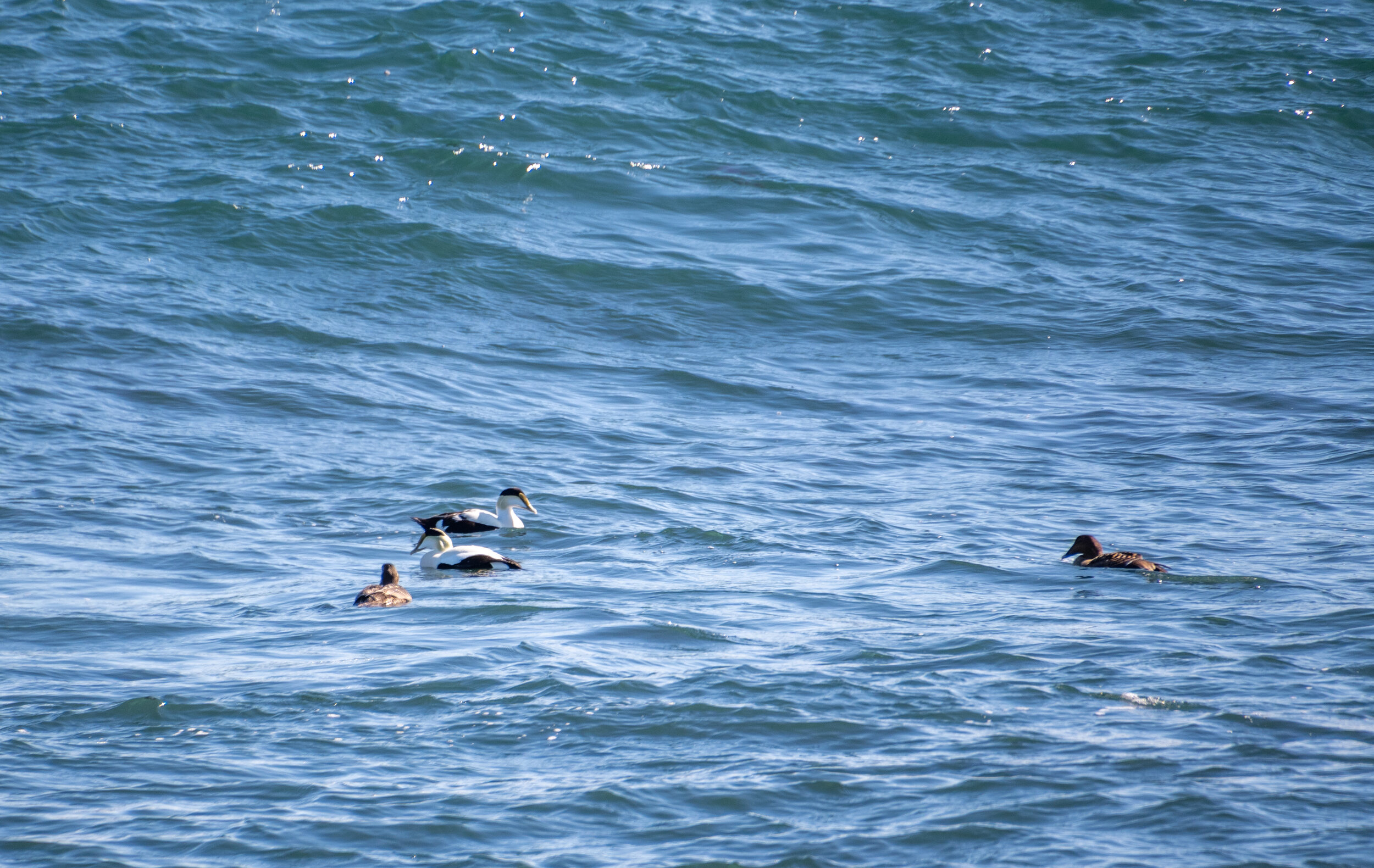 Common Eider