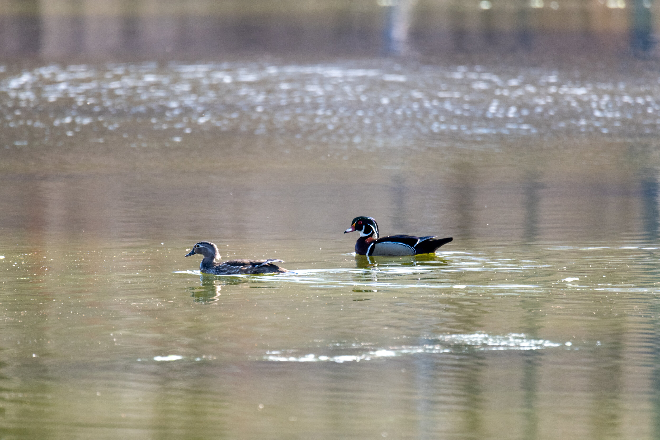 Wood Ducks