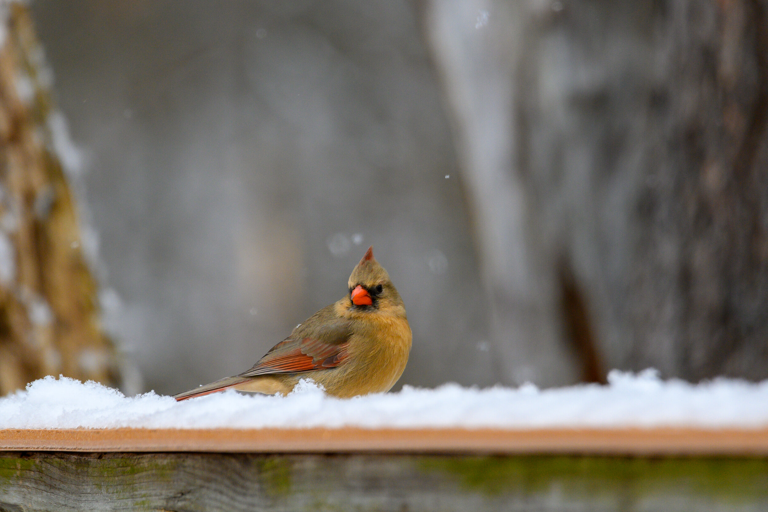 Female Northern Cardinal