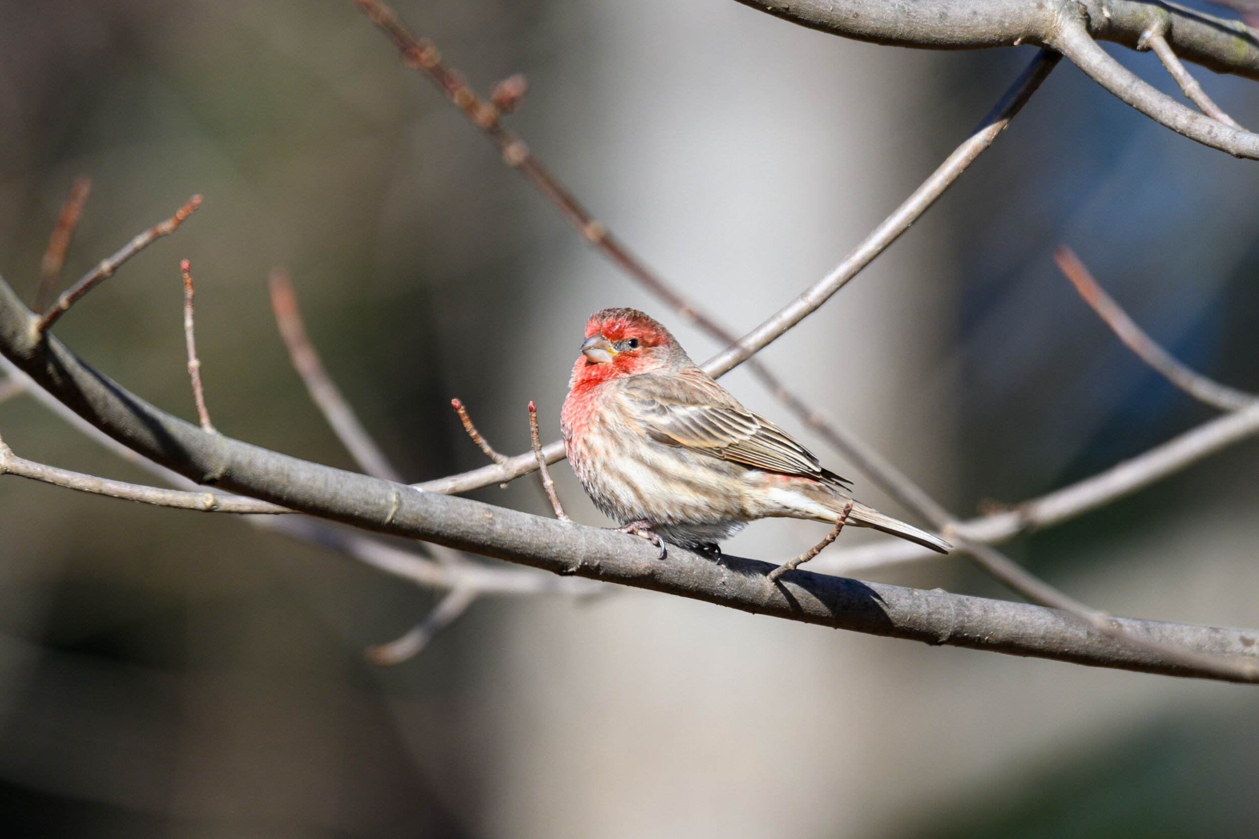 House Finch