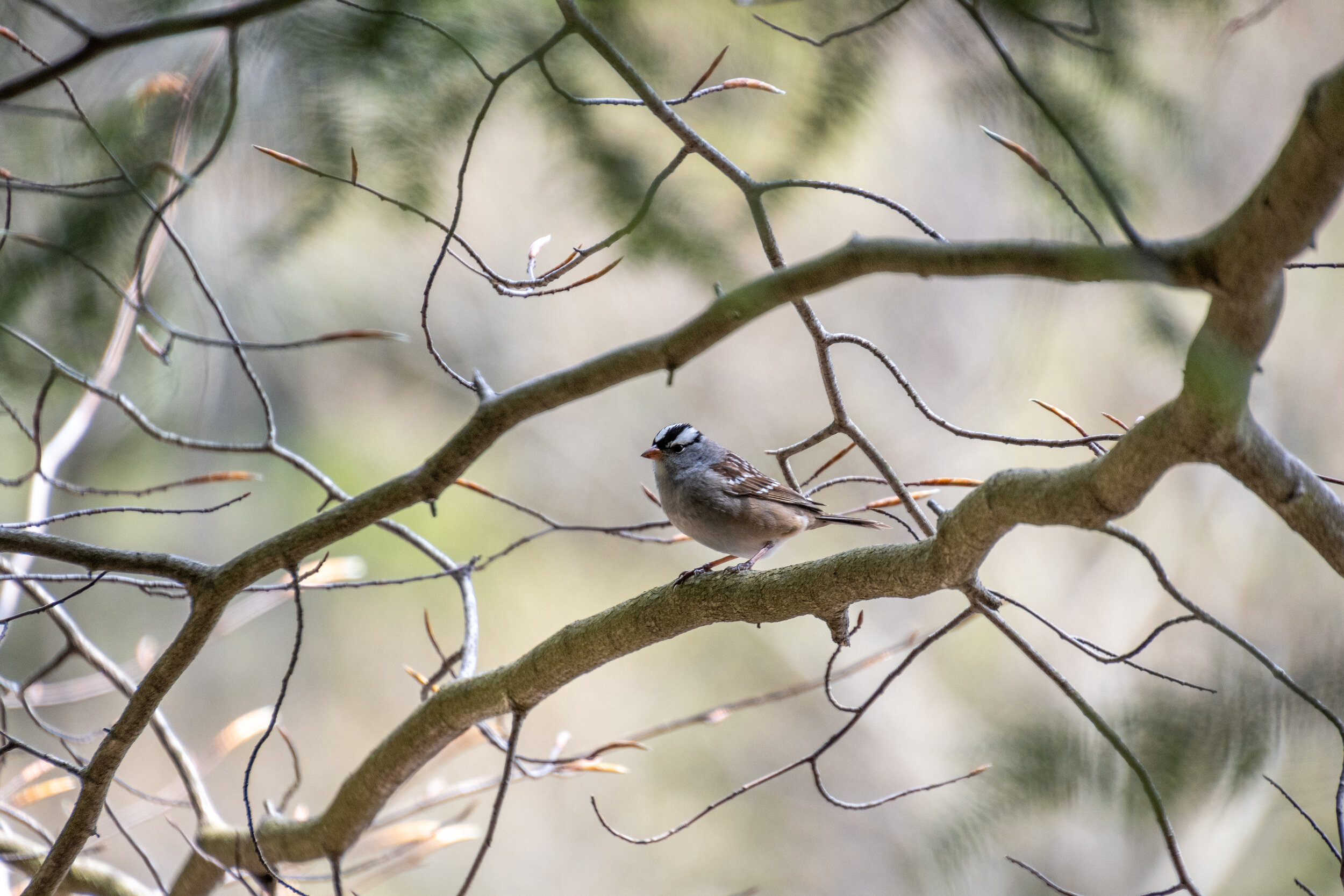 White crowned sparrow