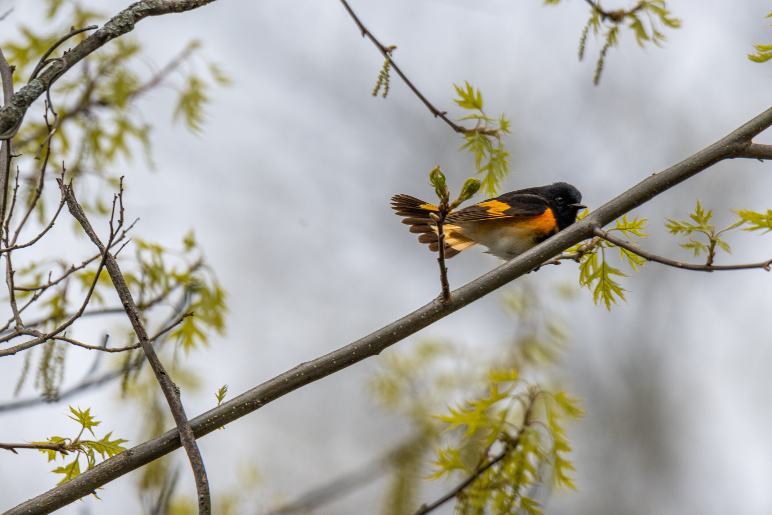 American Redstart 