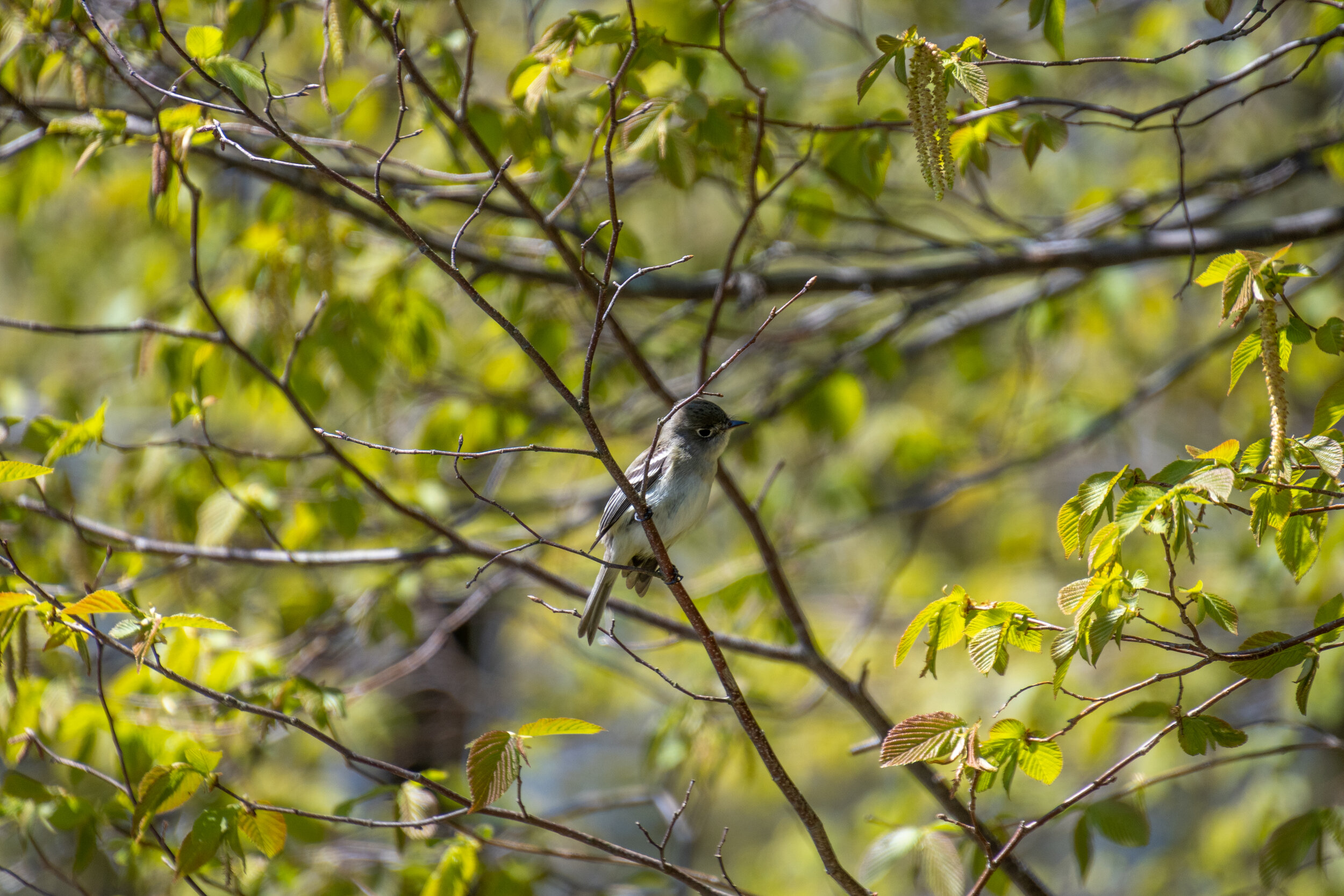 Blue-gray Gnatcatcher