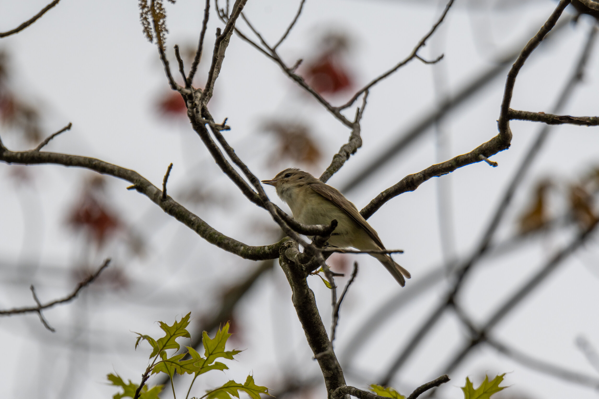 Warbling Vireo