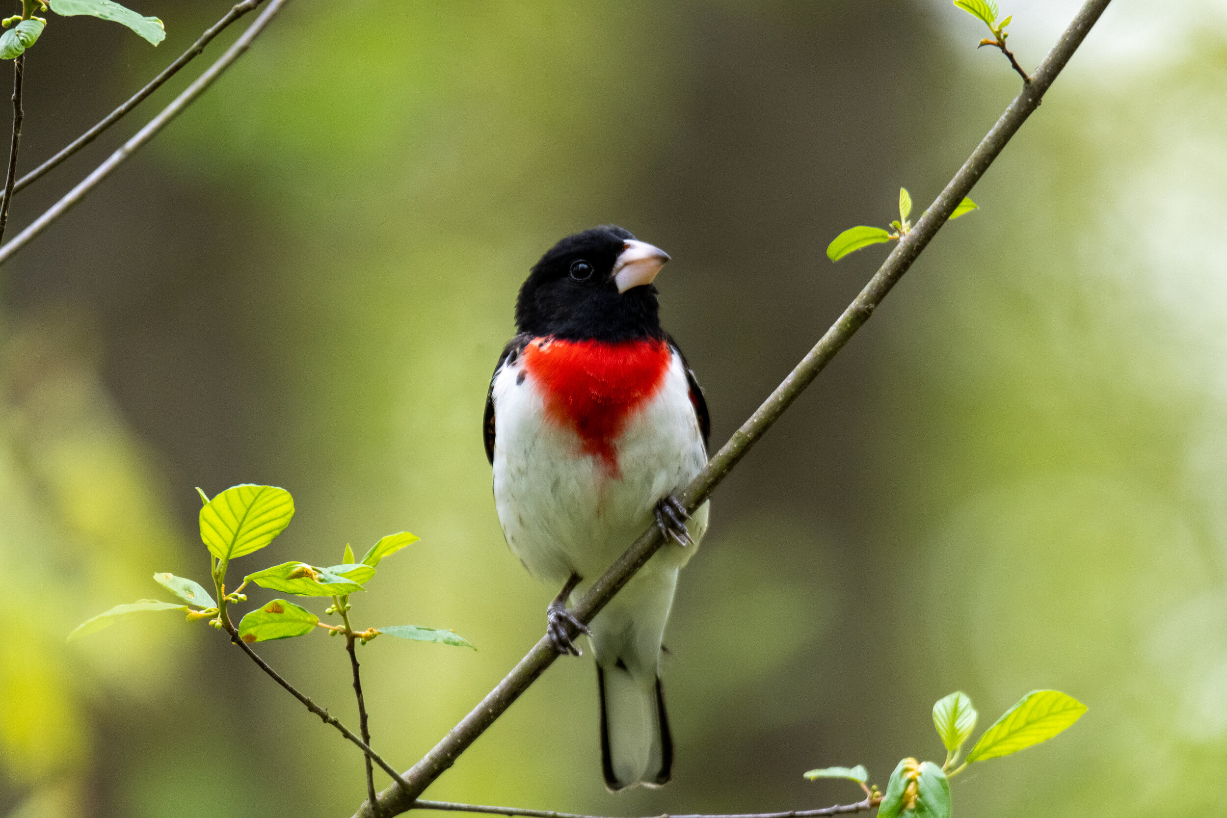 Rose breasted grosbeak